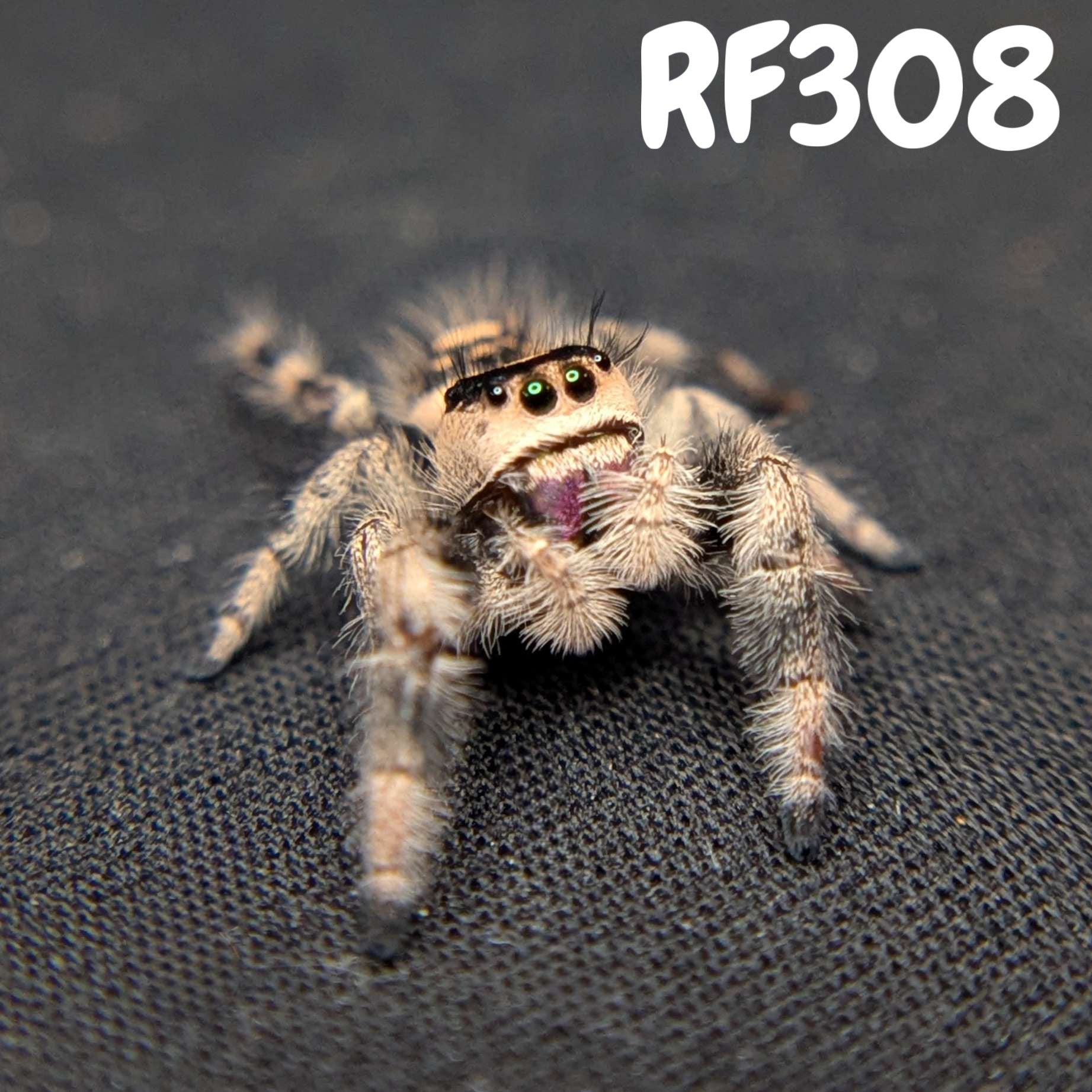 Regal Jumping Spider "Mira"
