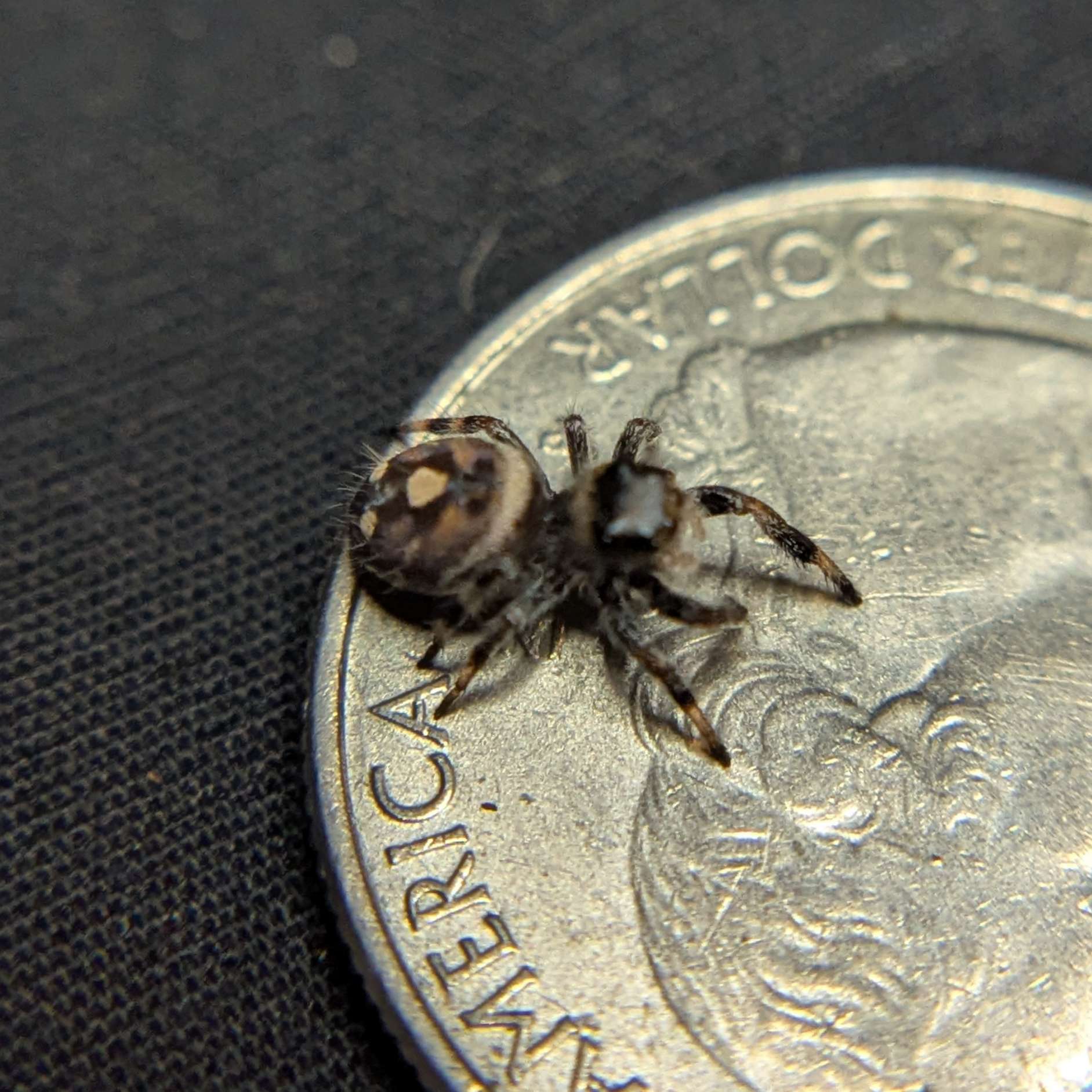 Regal Jumping Spider "Nutmeg"