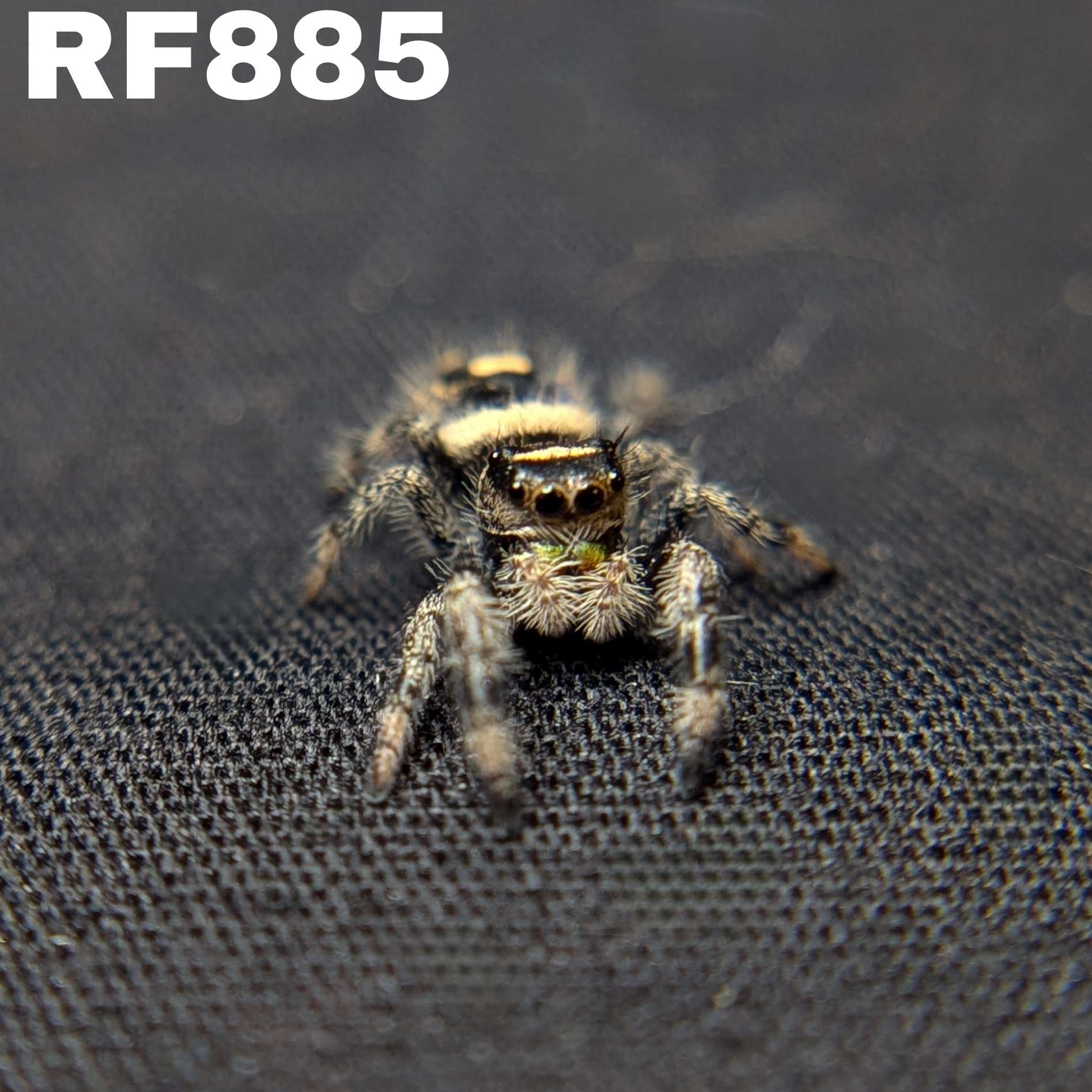 Regal Jumping Spider "Avocado"