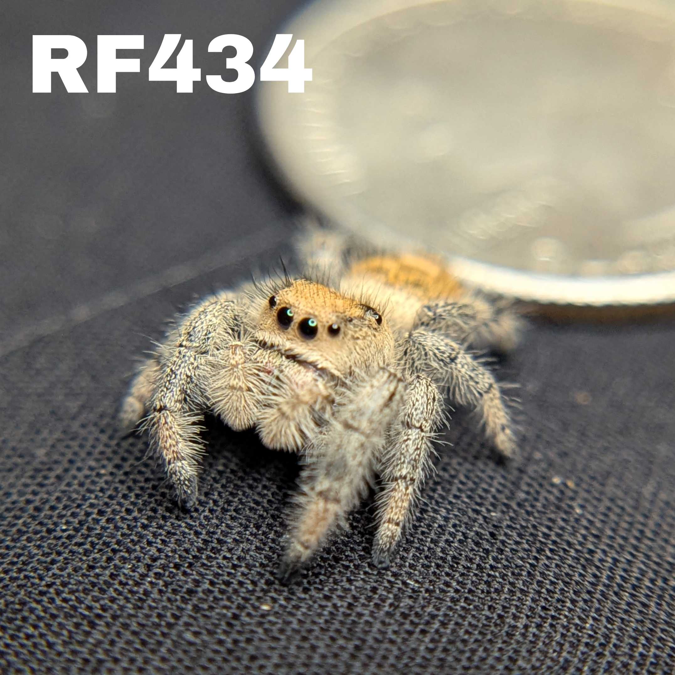 Regal Jumping Spider "Jade"