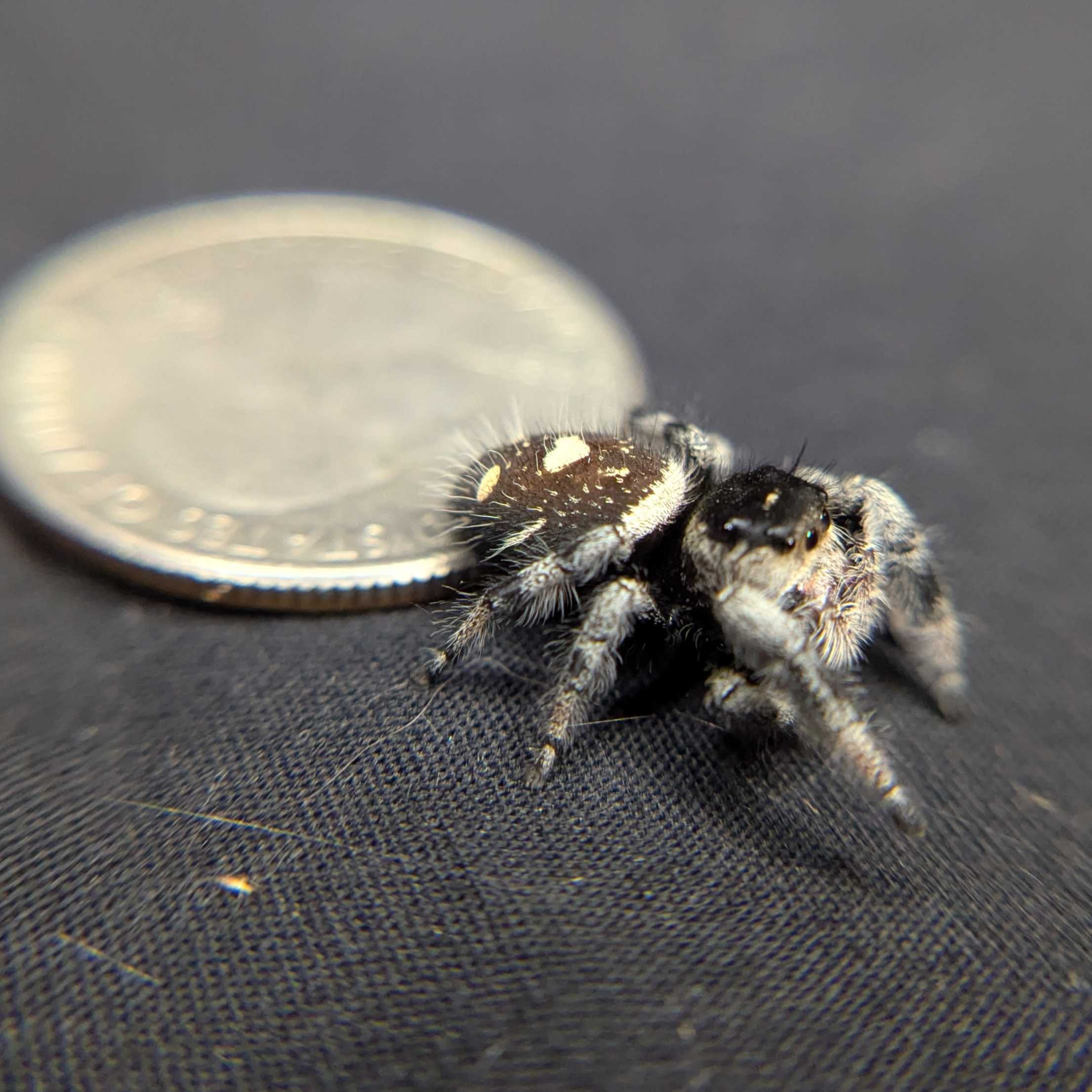 Regal Jumping Spider "Dragon Fruit"