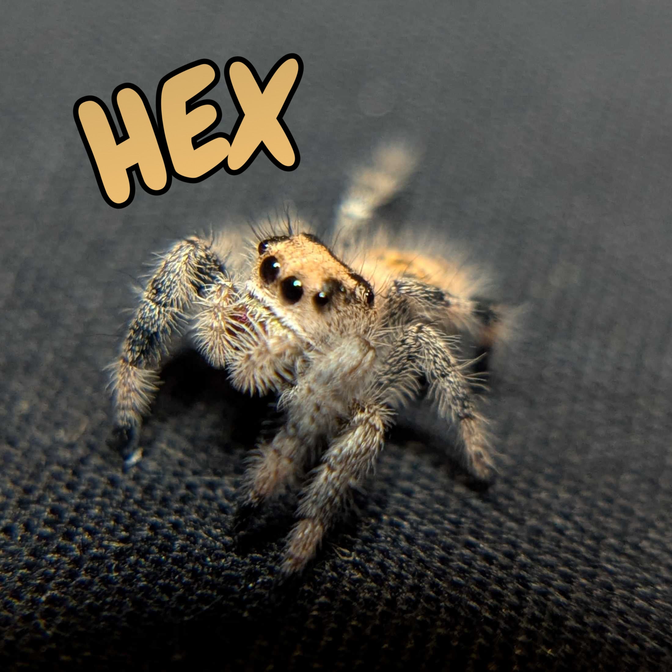 Regal Jumping Spider "Hex"