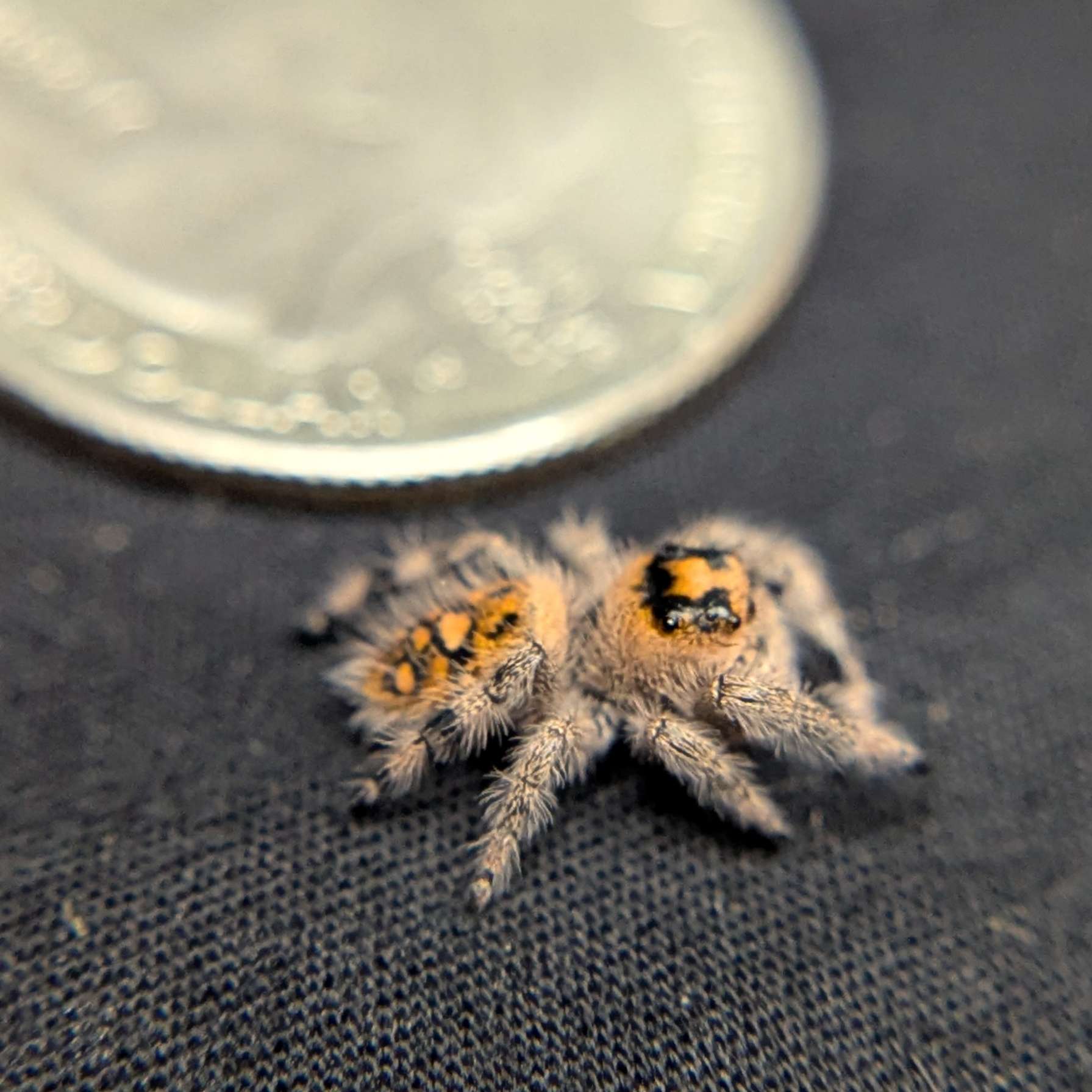 Regal Jumping Spider "Dandelion"