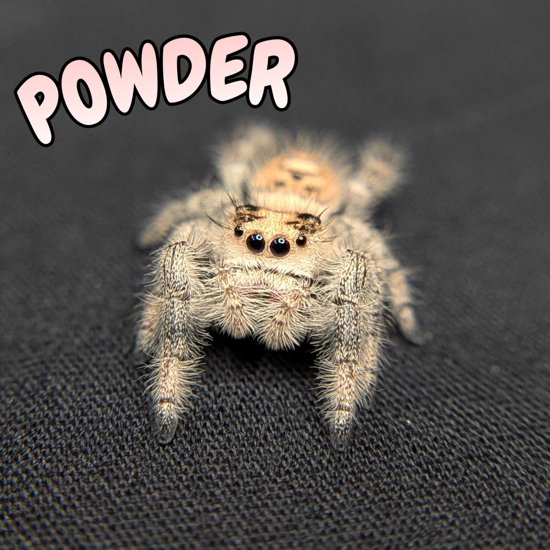 Regal Jumping Spider "Powder"