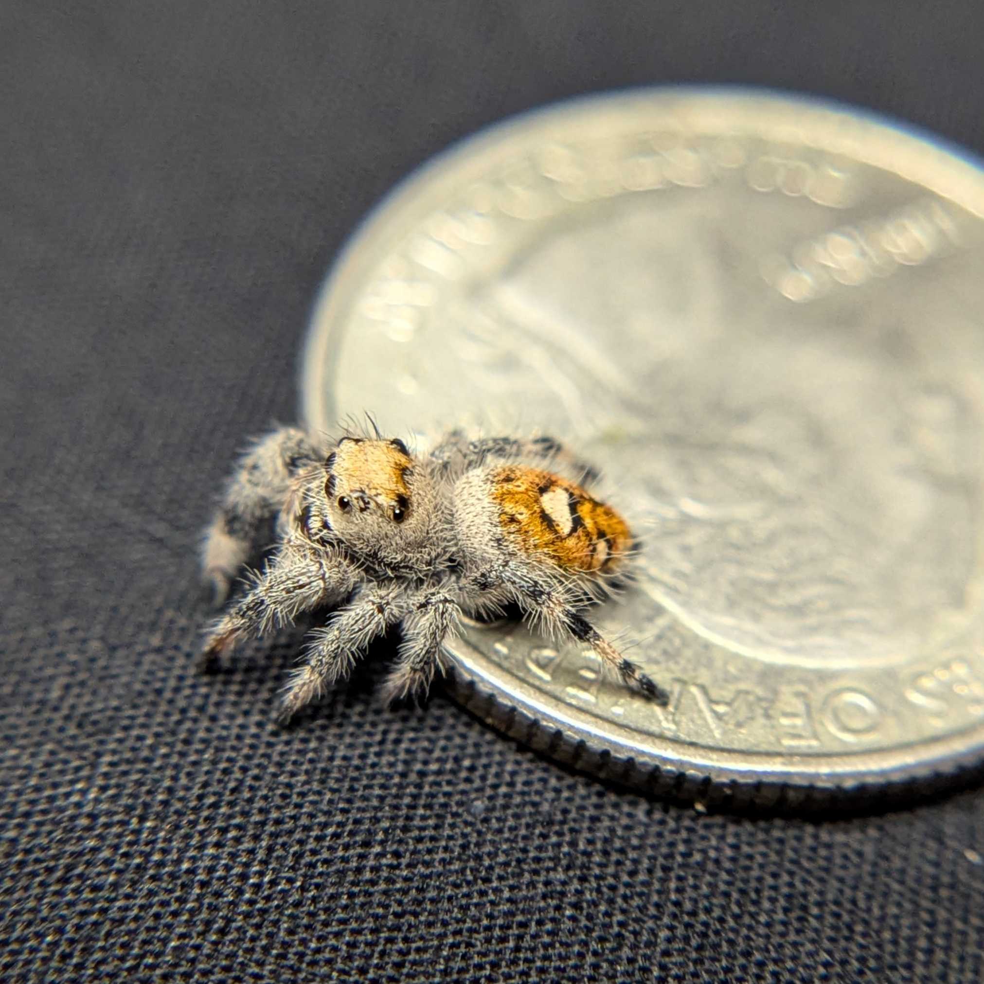Regal Jumping Spider "Mira"