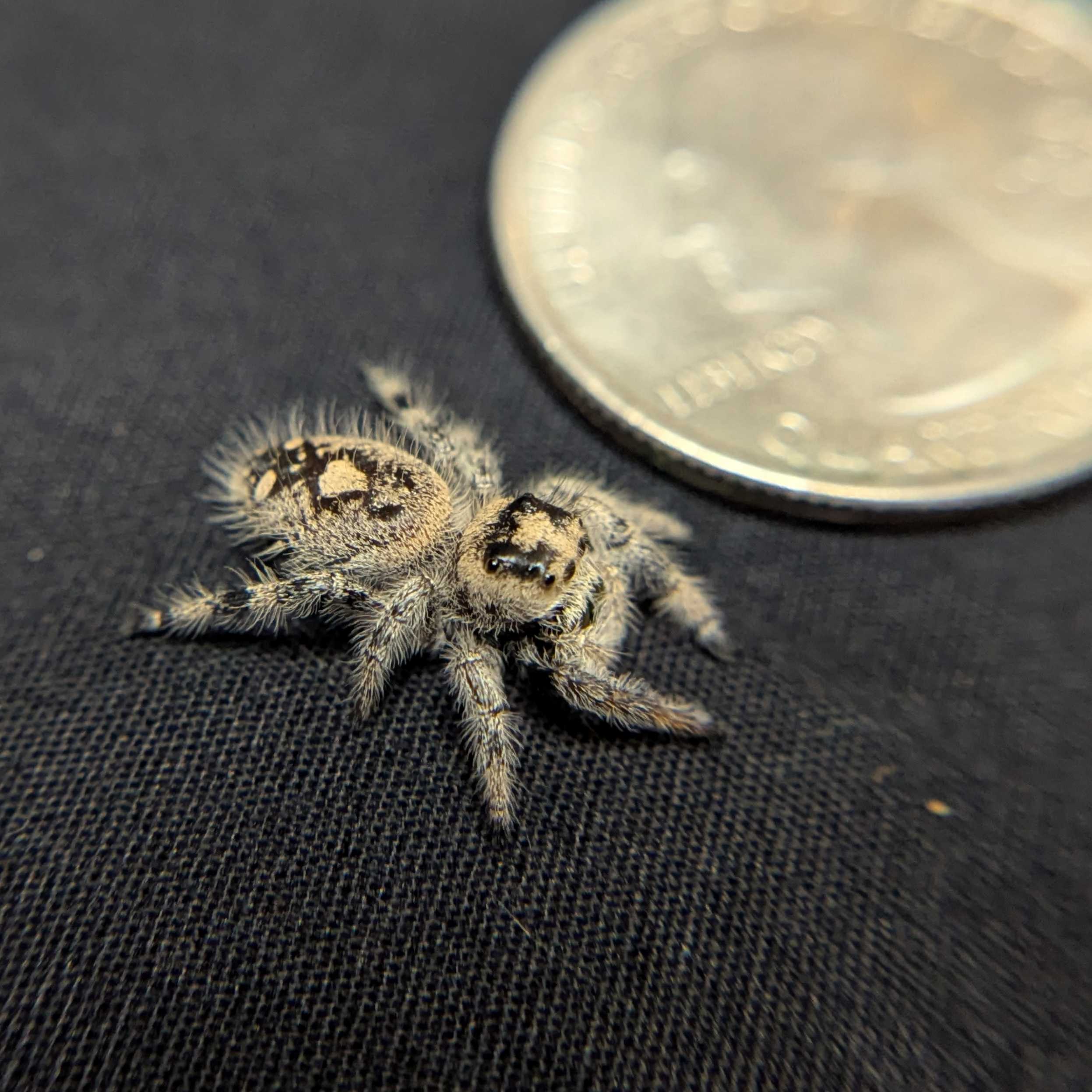 Regal Jumping Spider "Snow White"