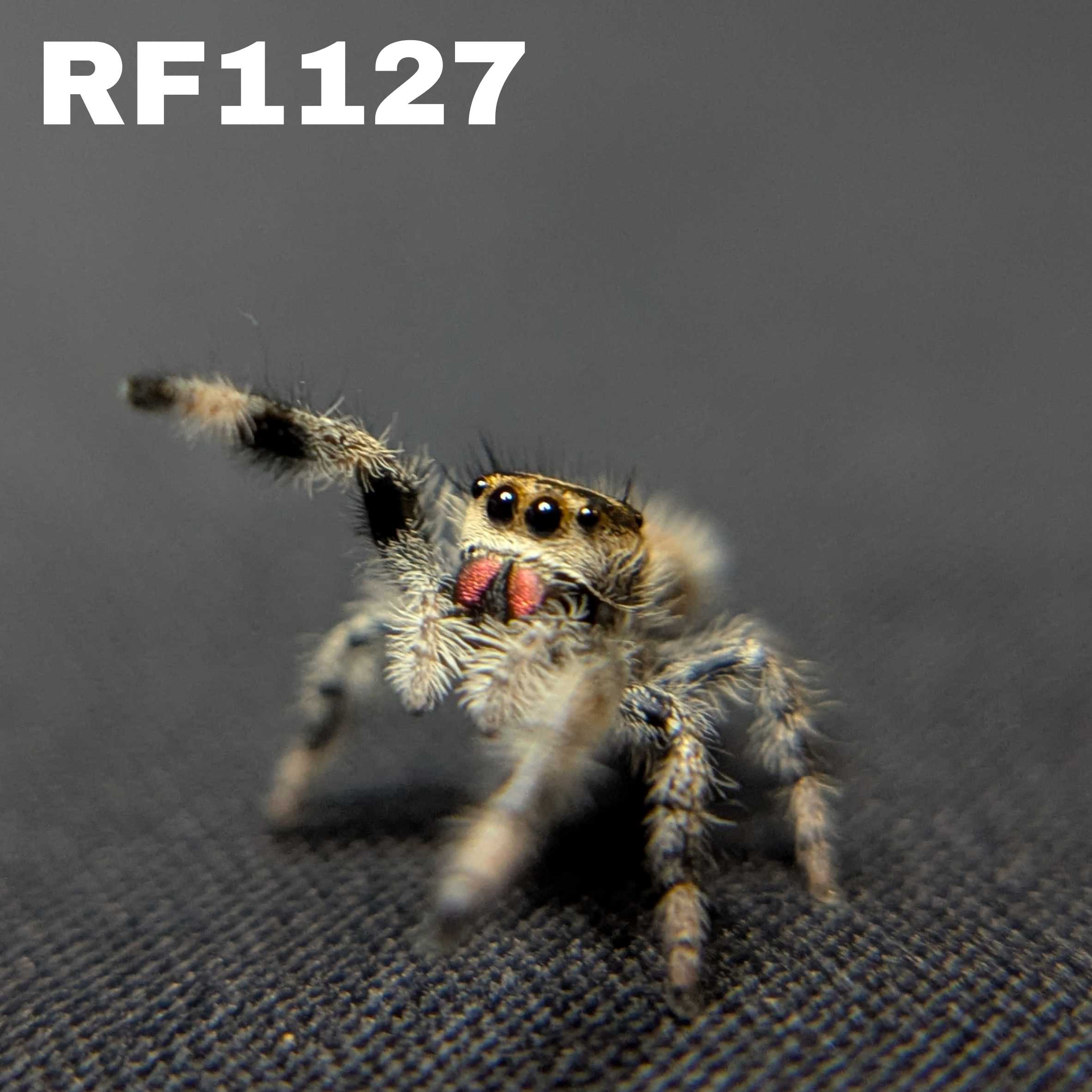 Regal Jumping Spider "Candy Corn"