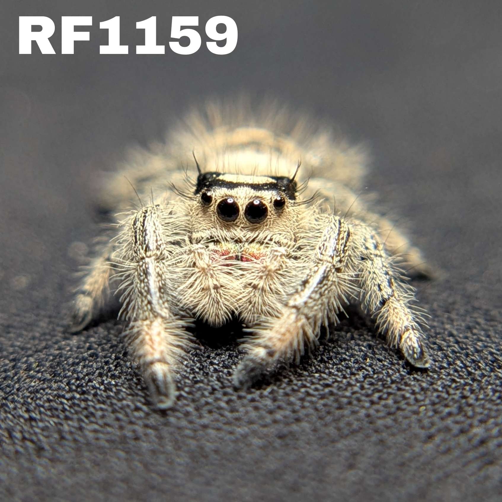 Regal Jumping Spider "Frostberry"