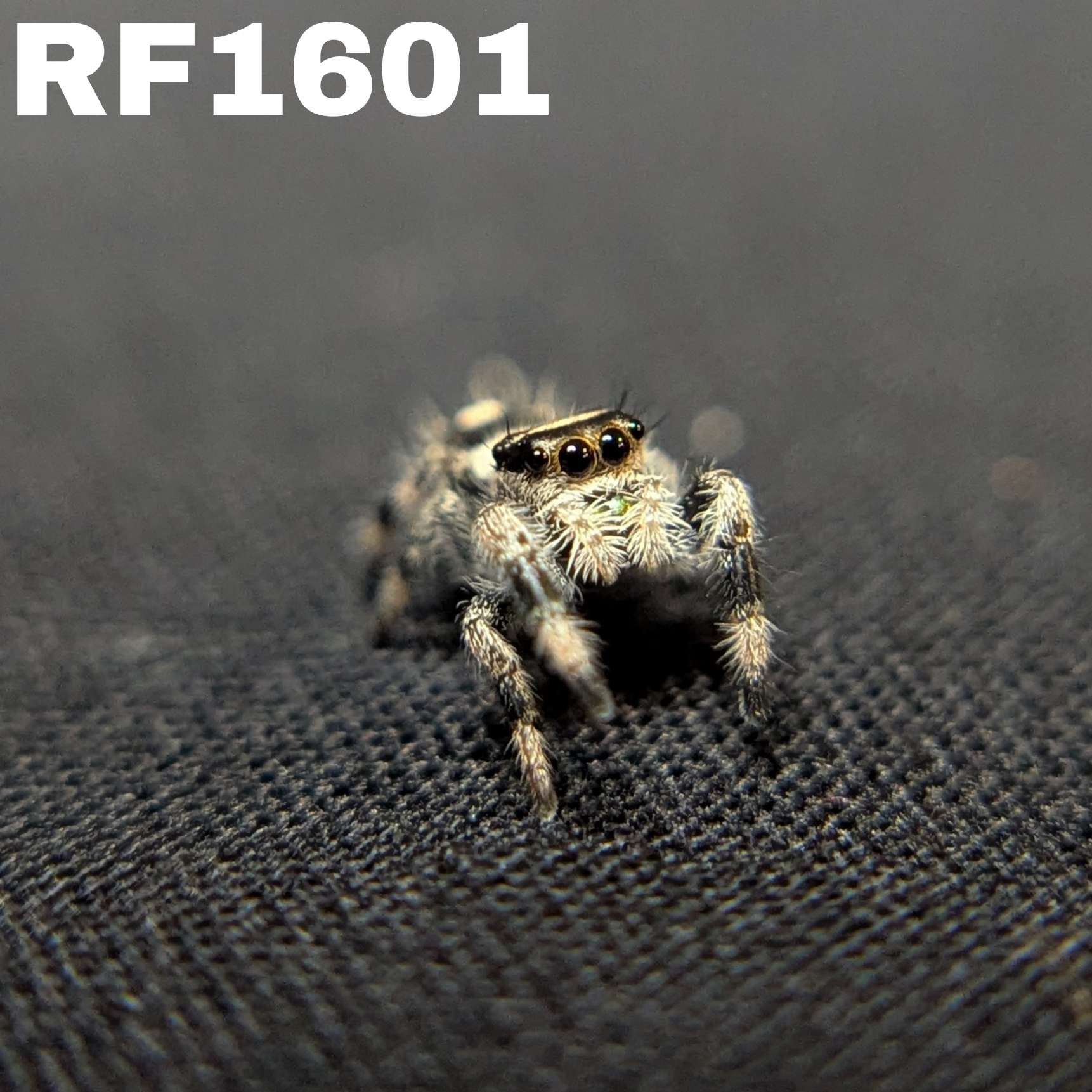 Regal Jumping Spider "Golden"