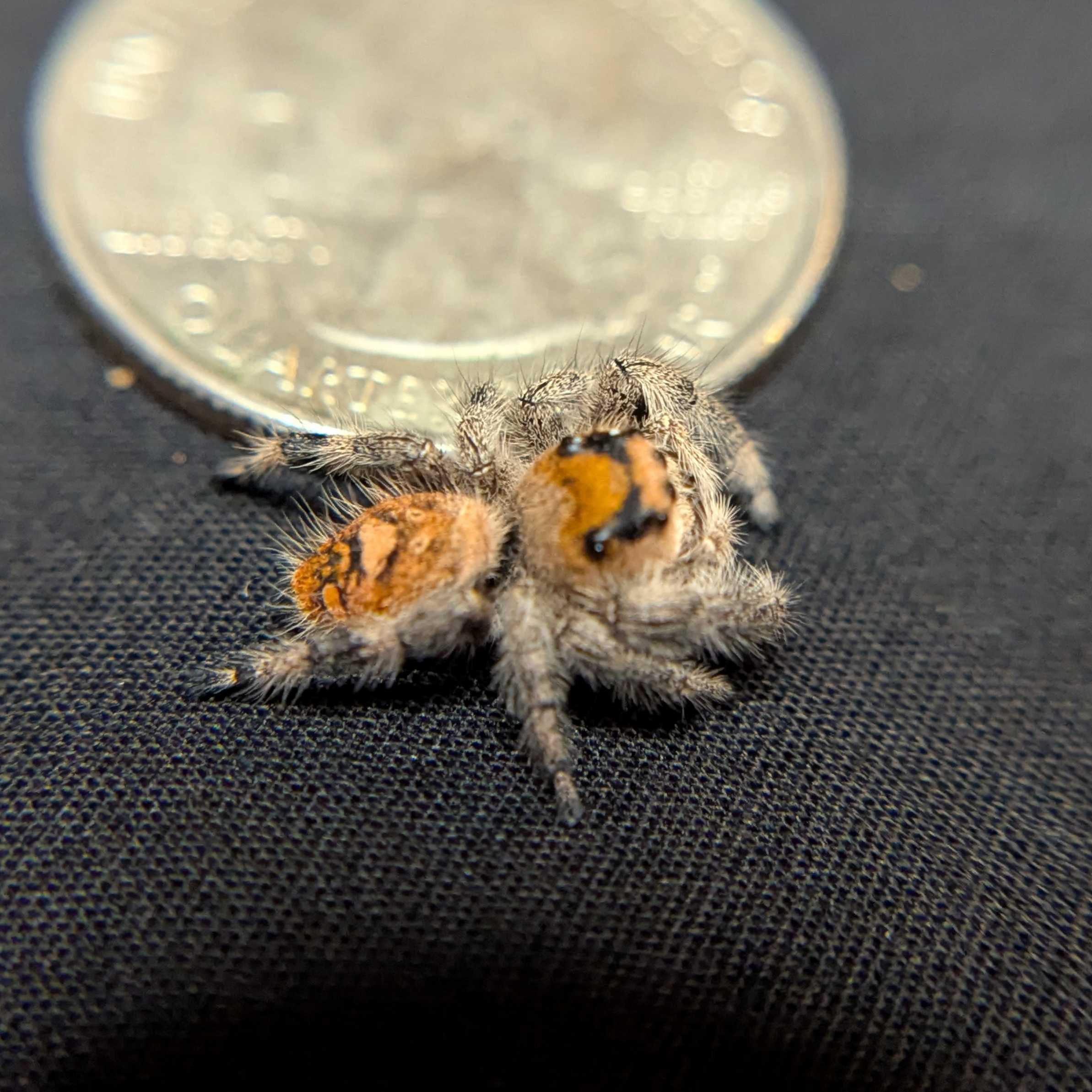 Regal Jumping Spider "Magic"