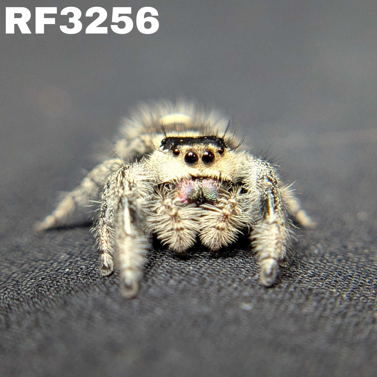 Regal Jumping Spider "Blush"