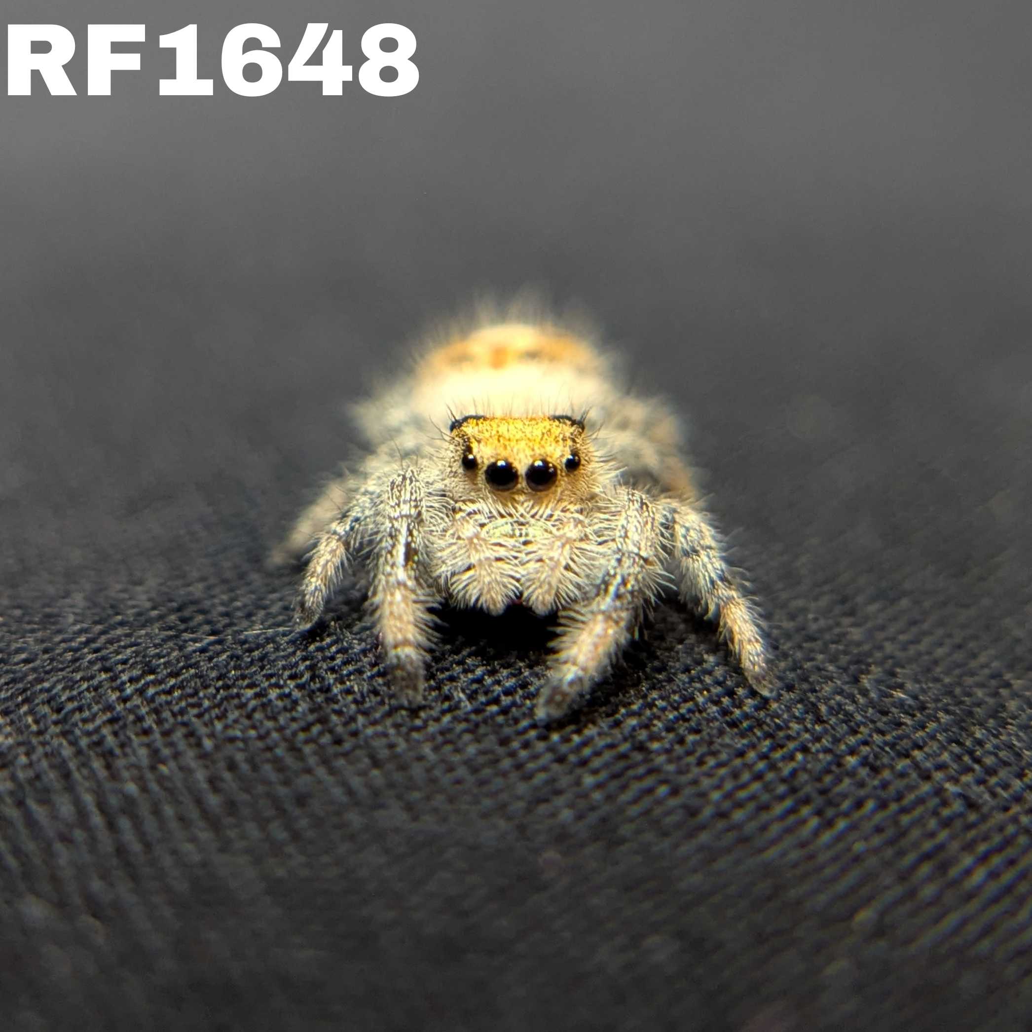 Regal Jumping Spider "Sunshine"