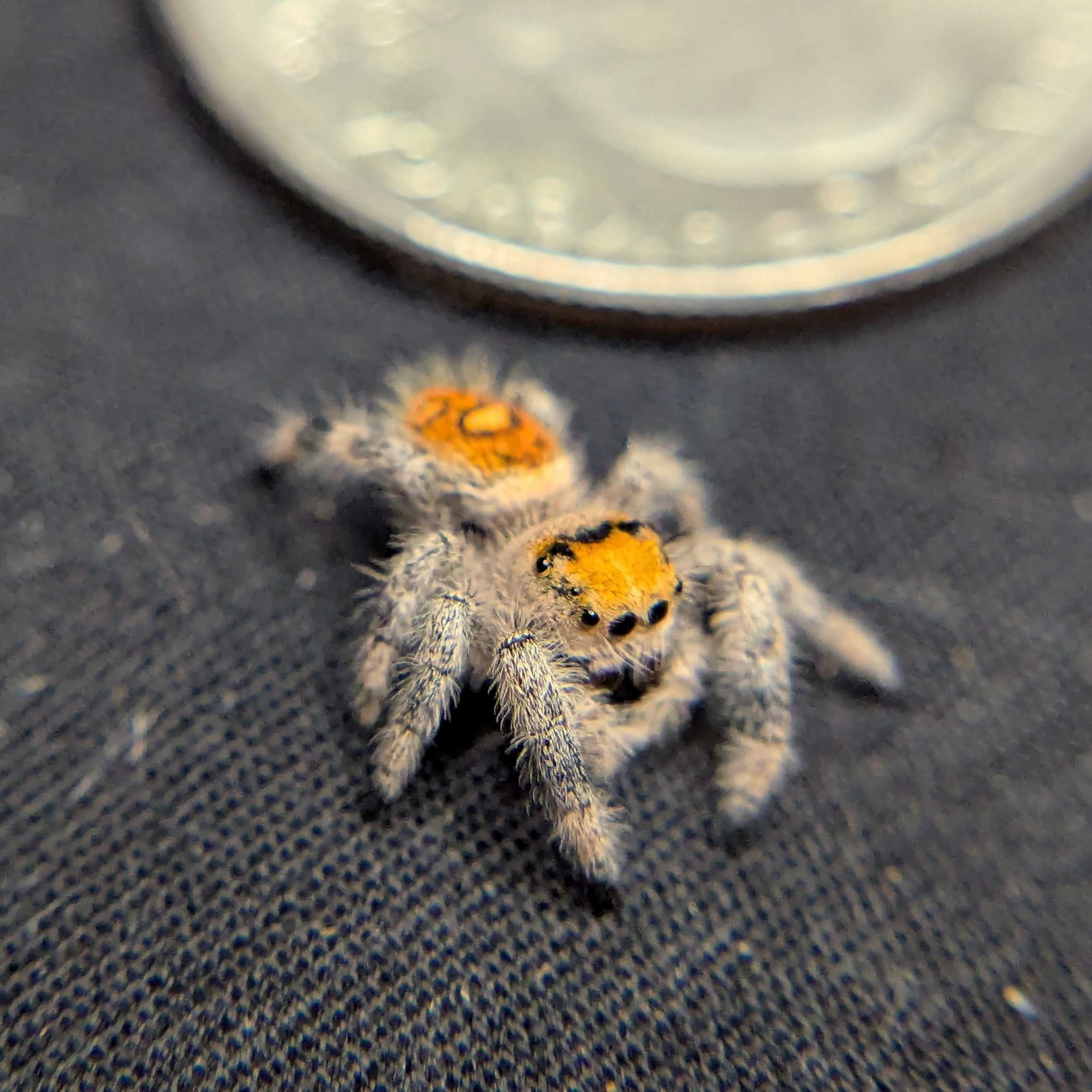 Regal Jumping Spider "Tropical"