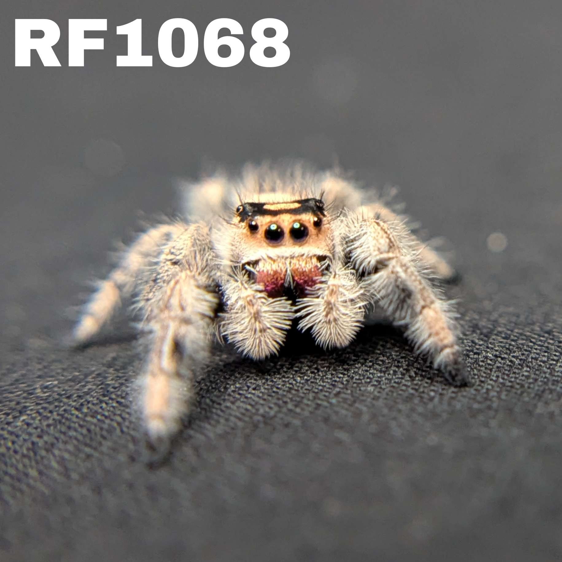 Regal Jumping Spider "Saffron"