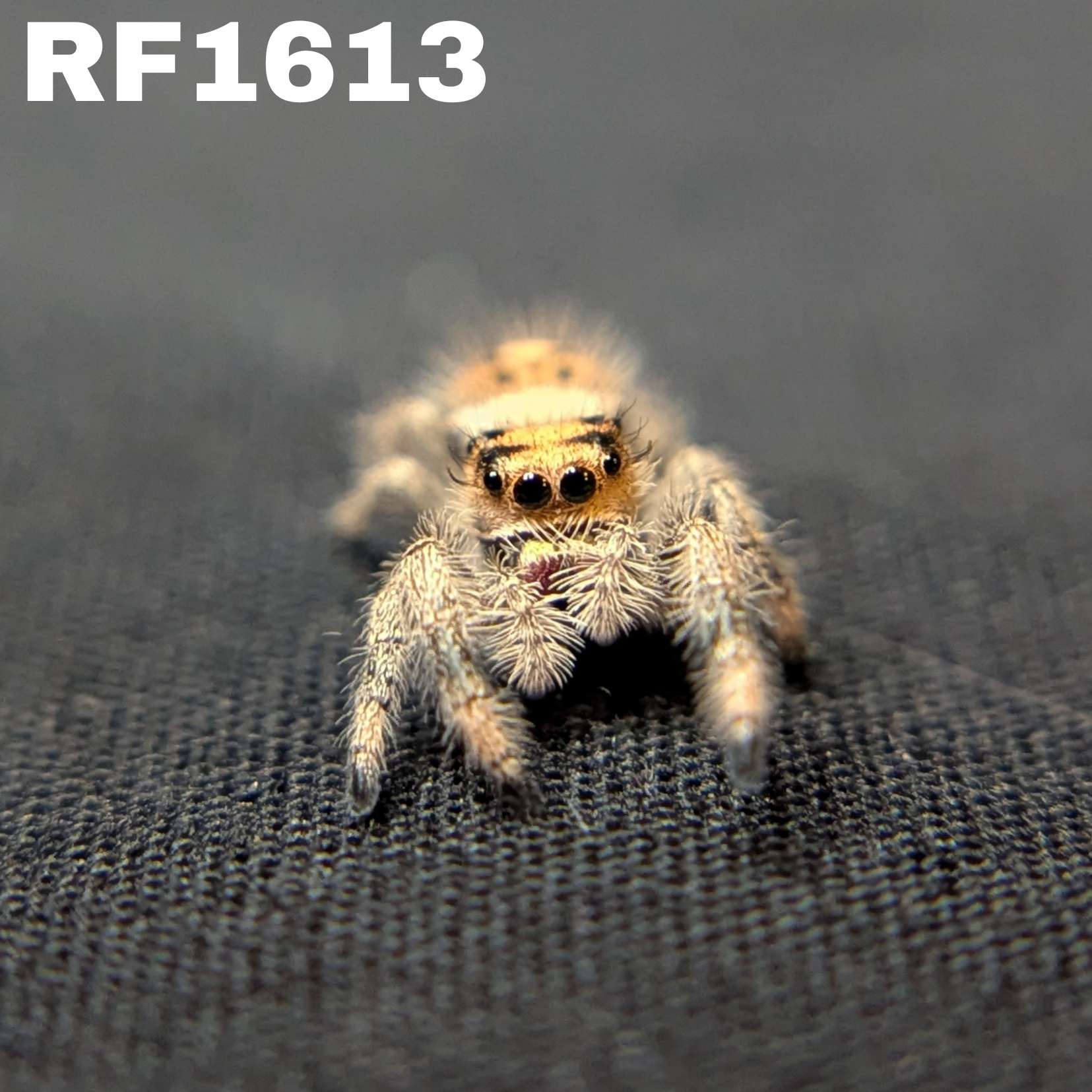 Regal Jumping Spider "Angel"