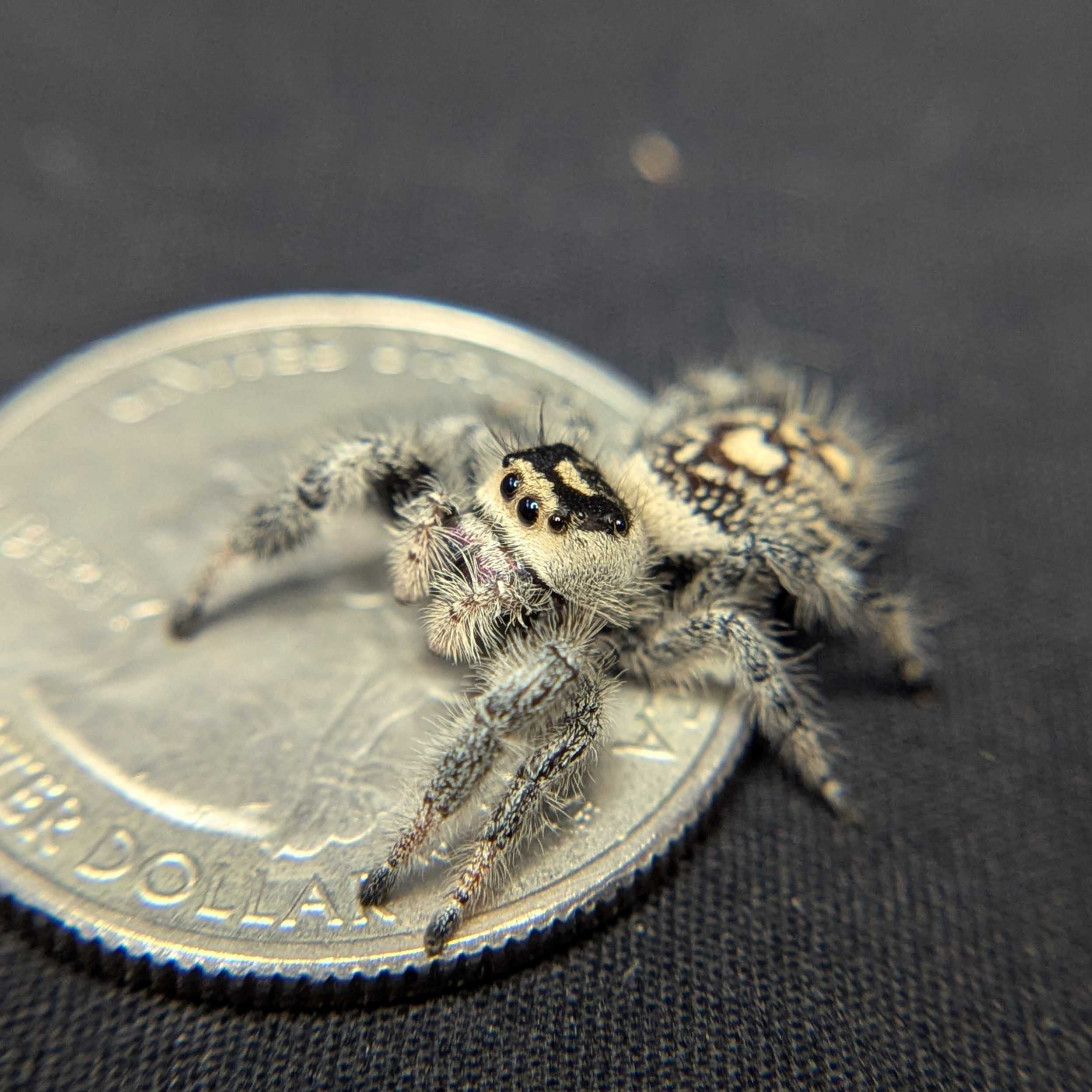 Regal Jumping Spider "Powder"