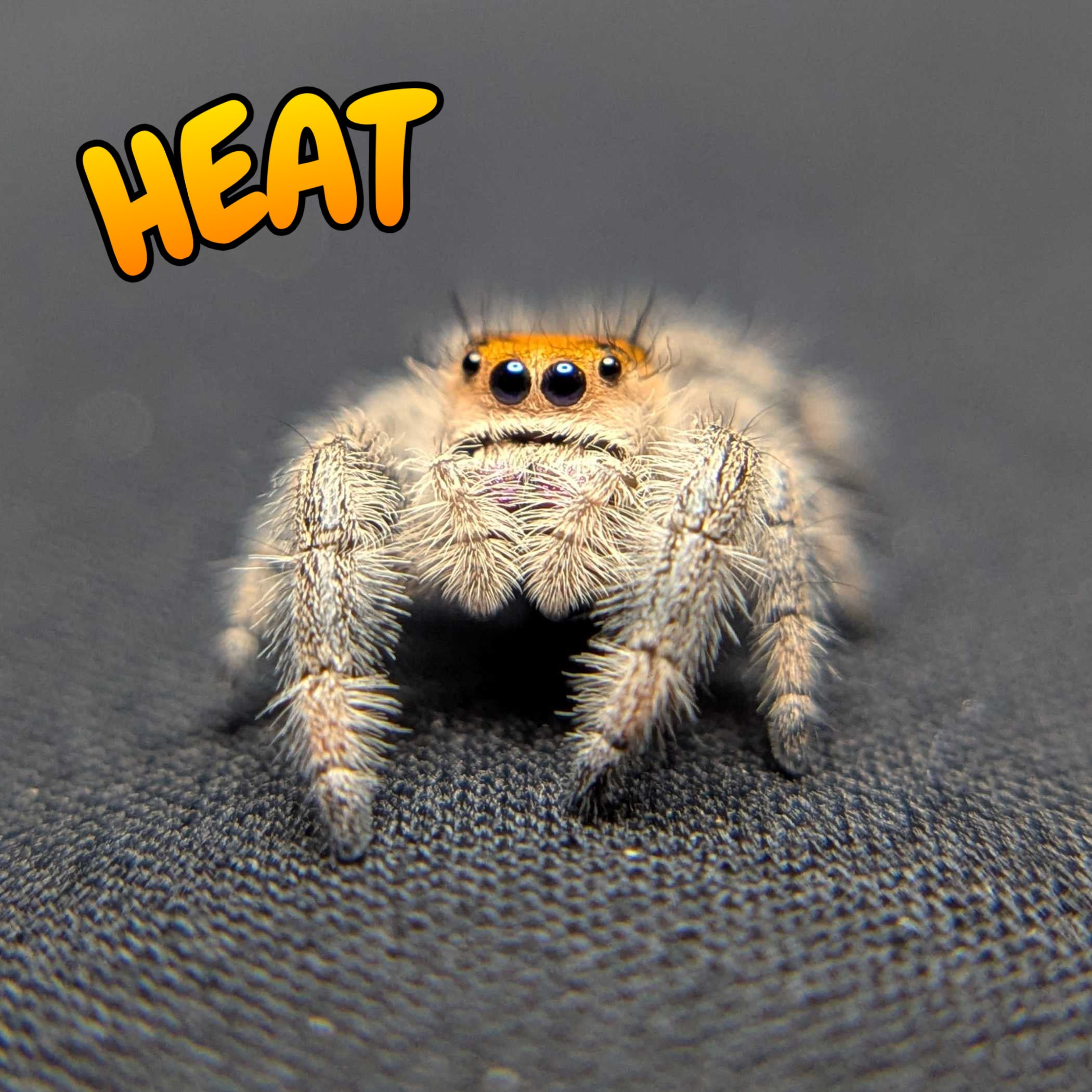 Regal Jumping Spider "Heat"