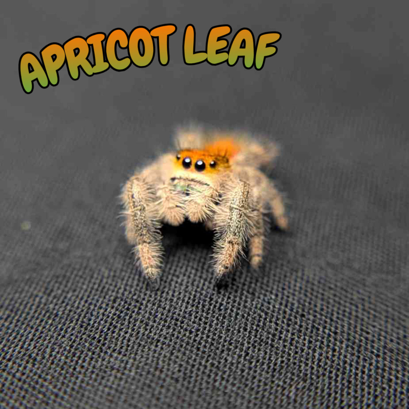 Regal Jumping Spider “Apricot Leaf”