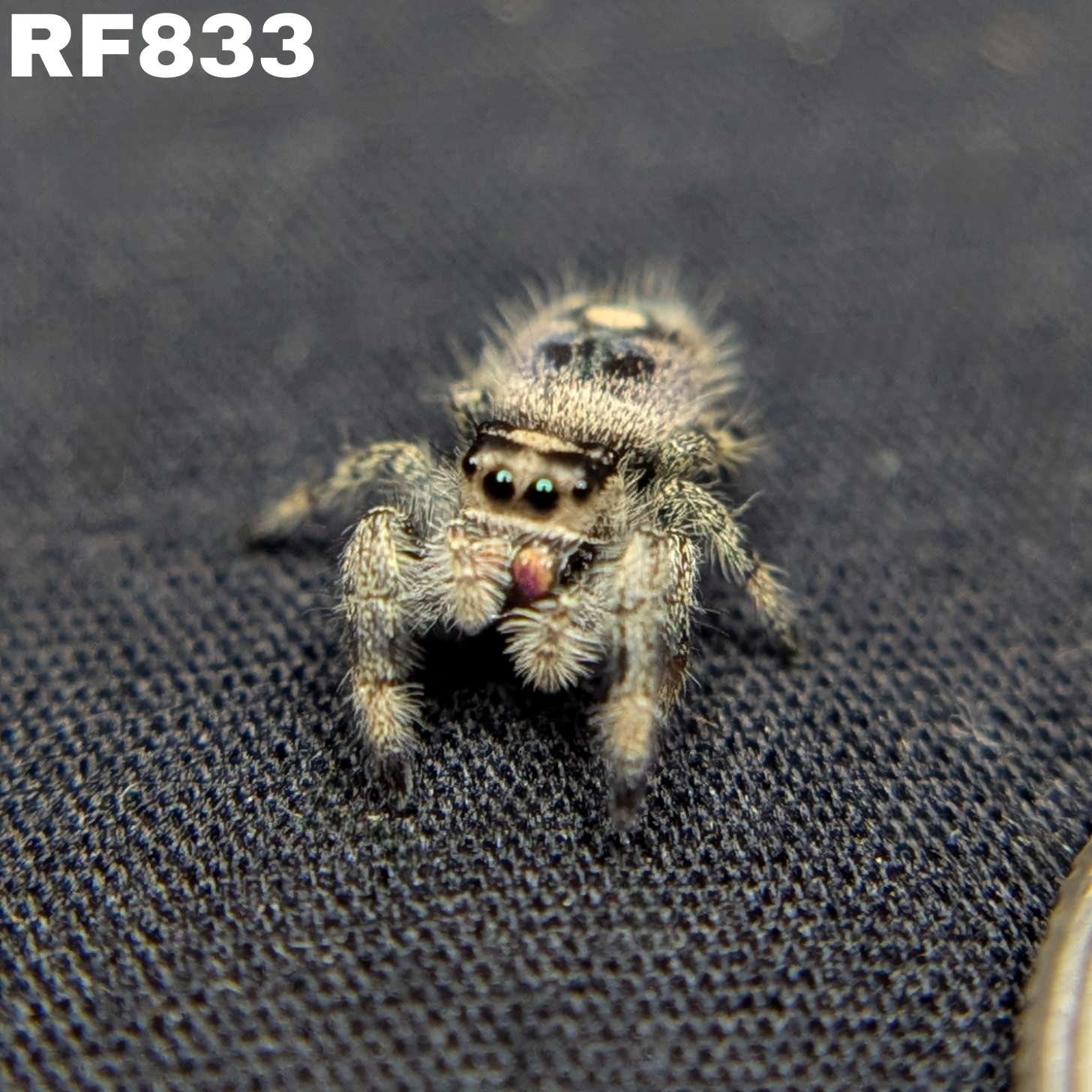 Regal Jumping Spider "Wheat"