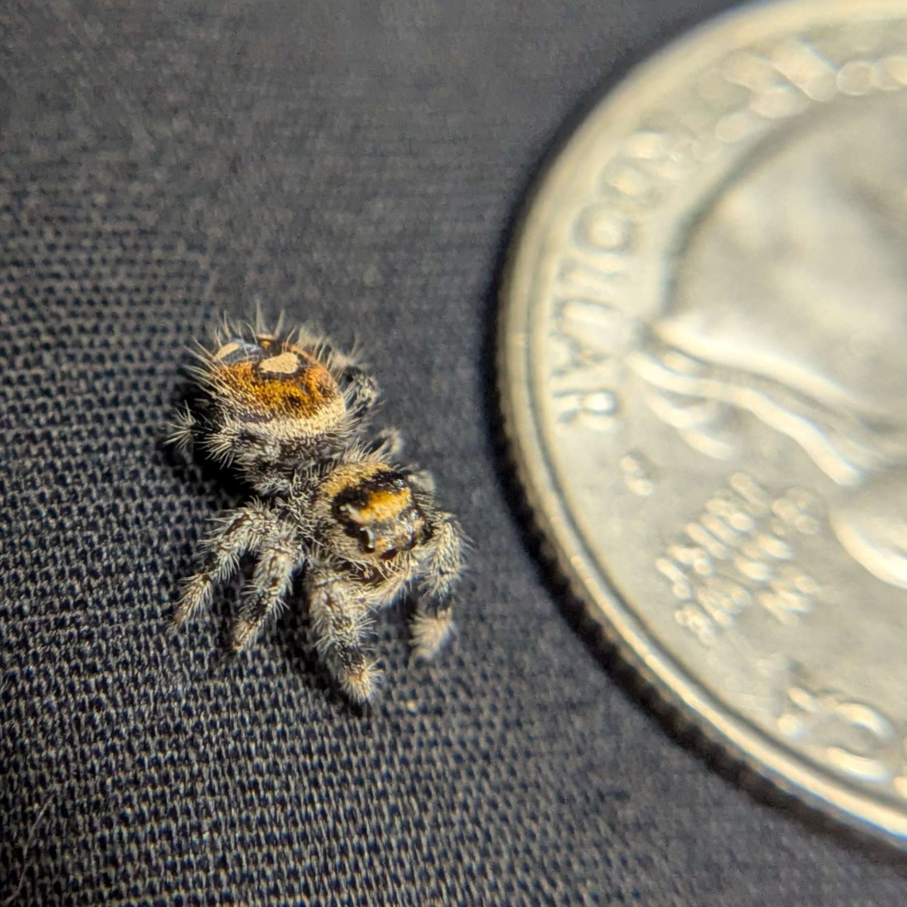 Regal Jumping Spider “Magnolia”