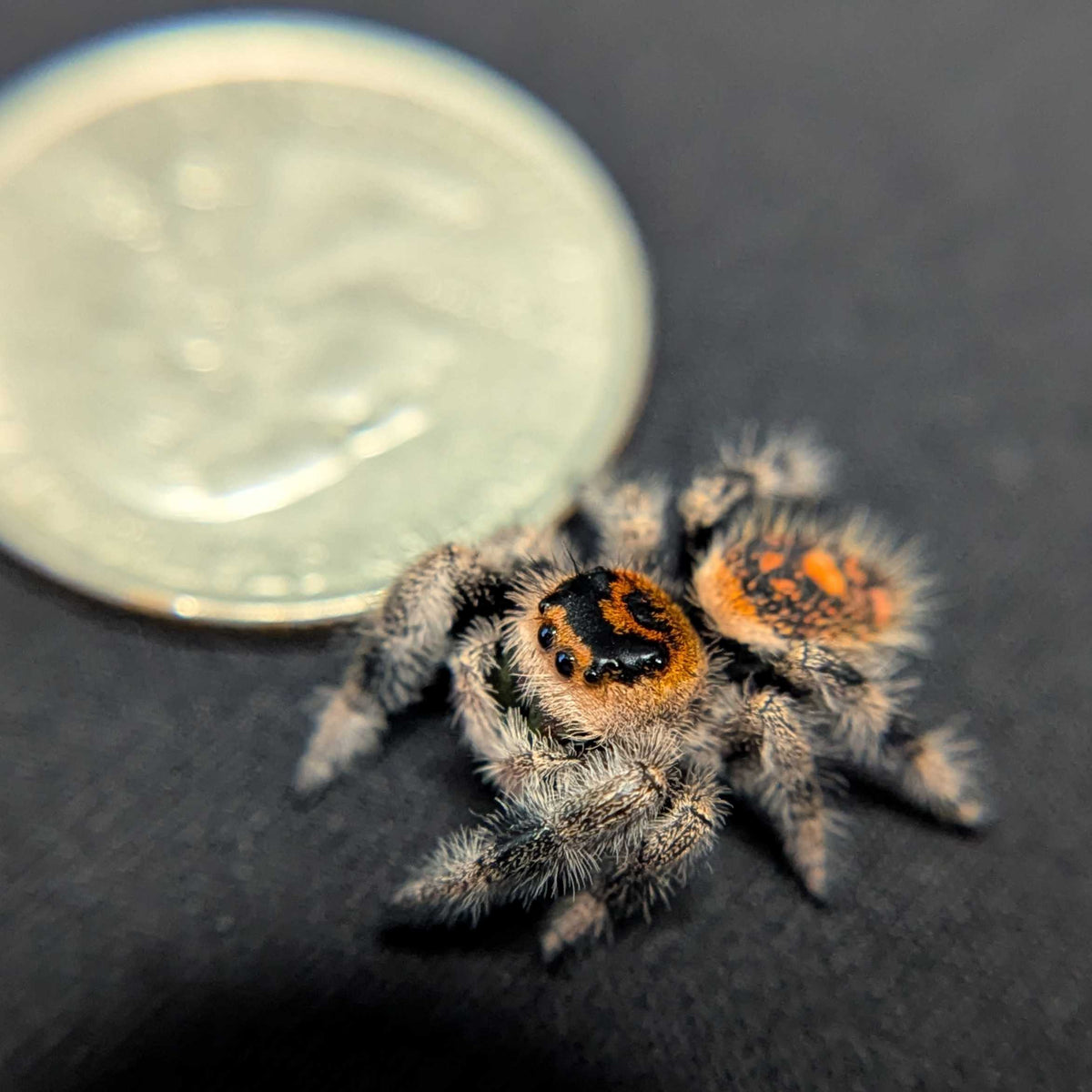 Regal Jumping Spider “Sabrina”