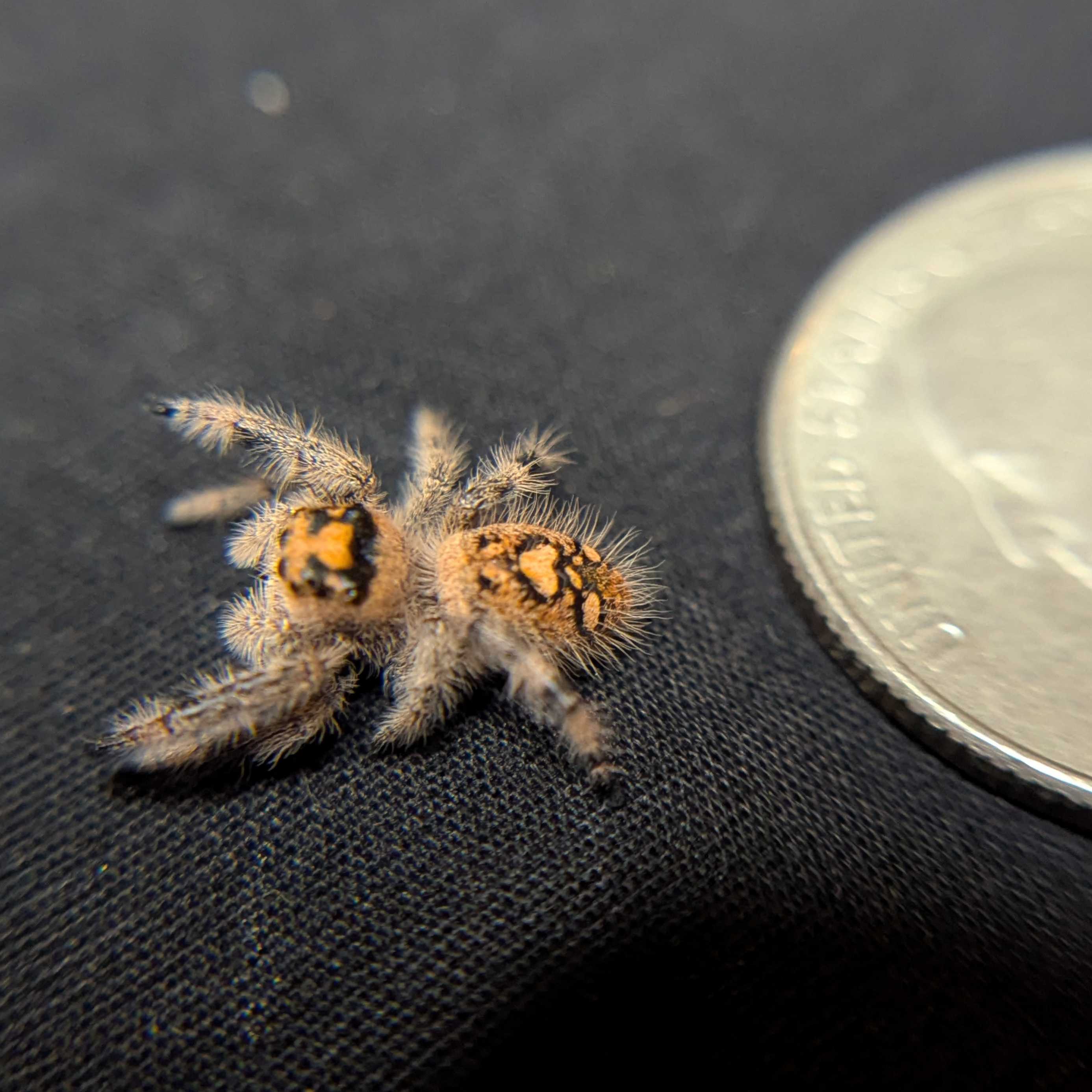 Regal Jumping Spider "Pancake"