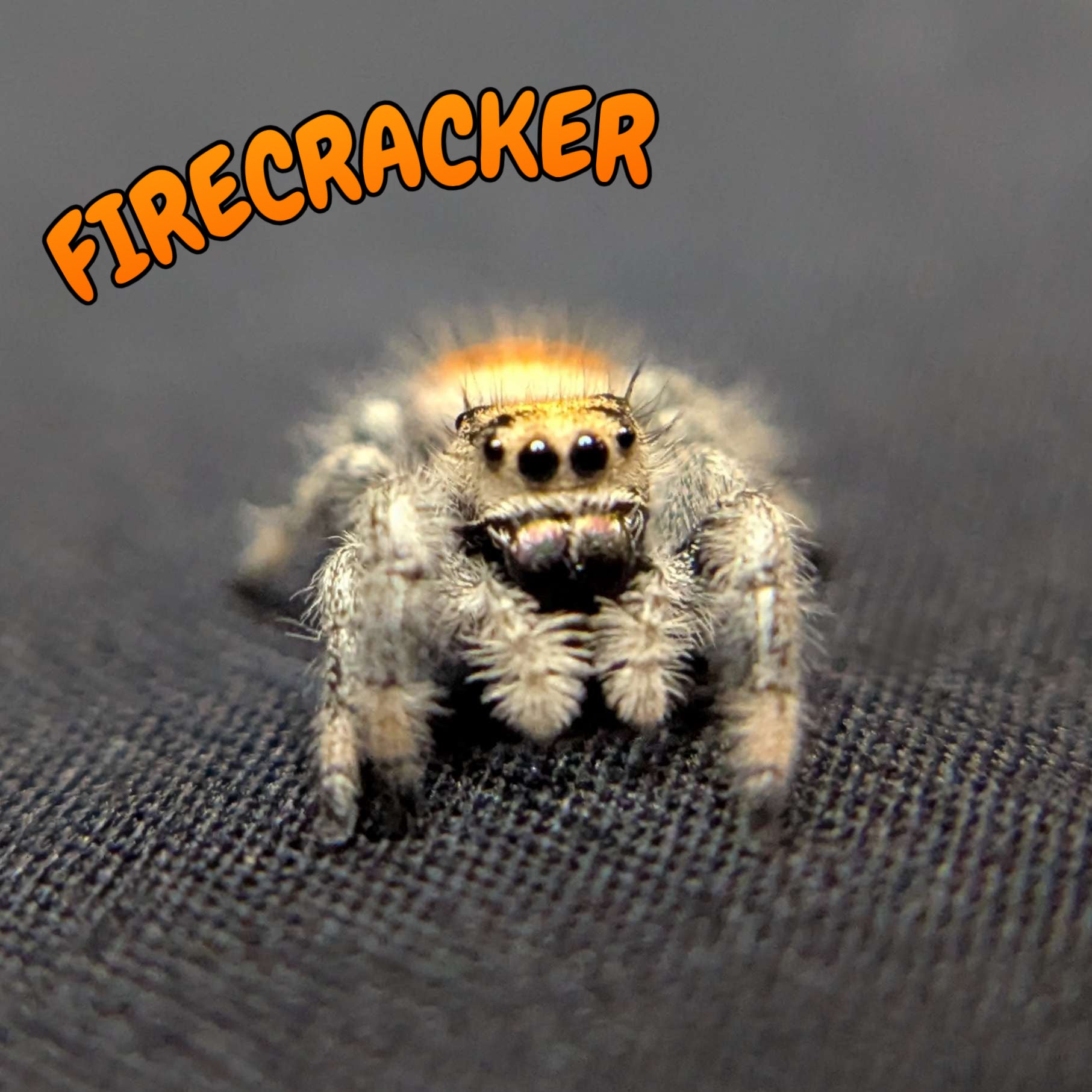 Regal Jumping Spider "Firecracker"