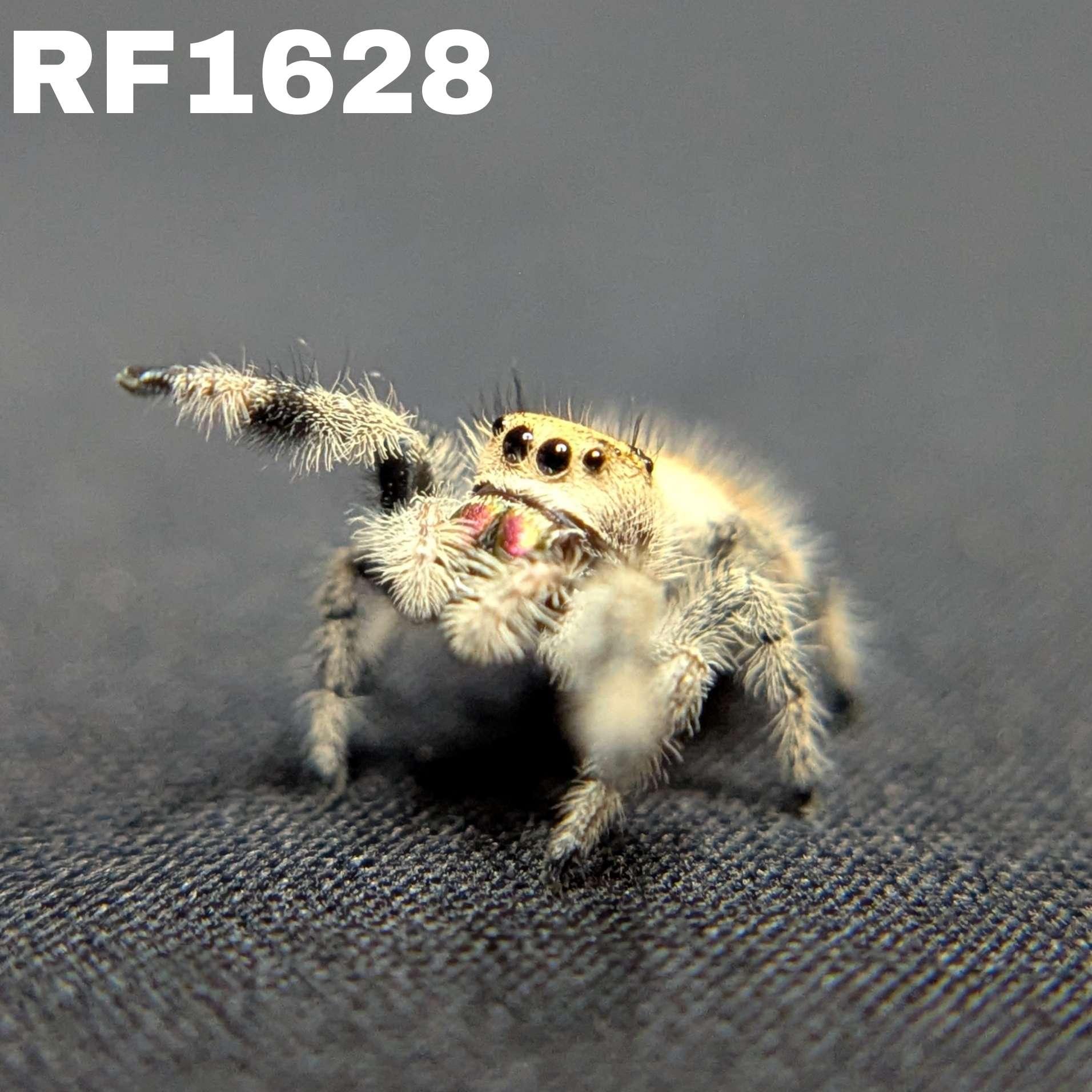 Regal Jumping Spider "Flower"
