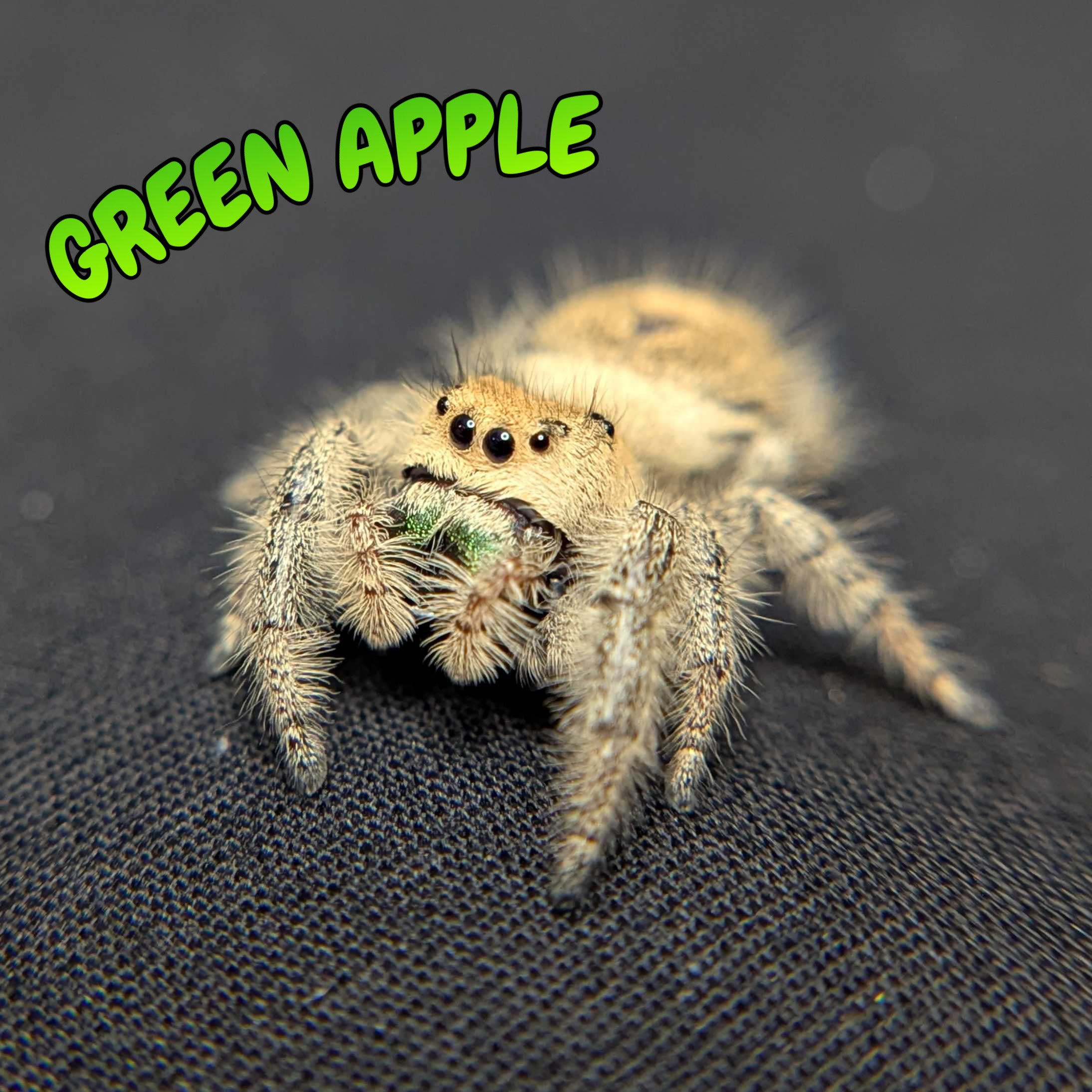 Regal Jumping Spider "Green Apple"