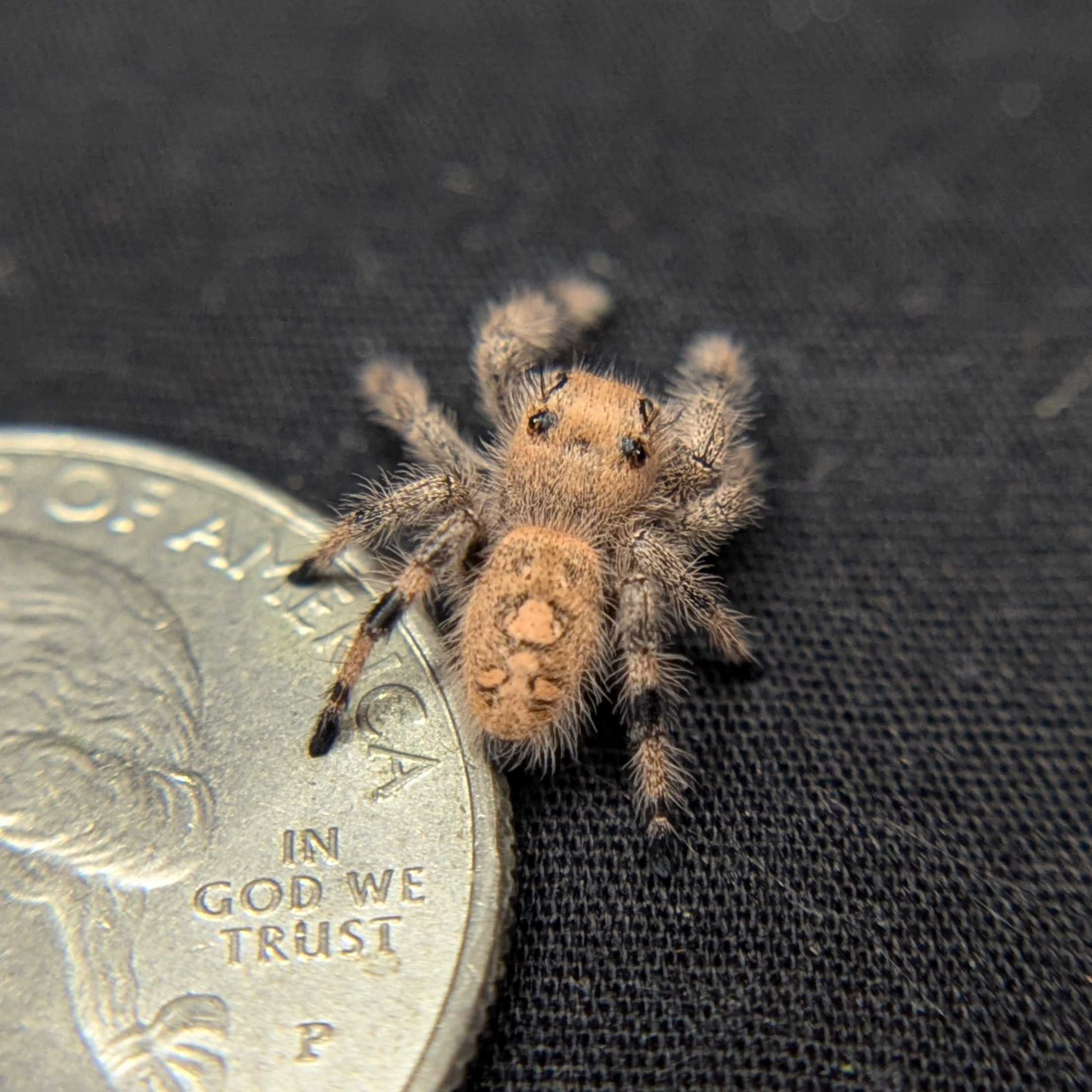 Regal Jumping Spider "Gingersnap"