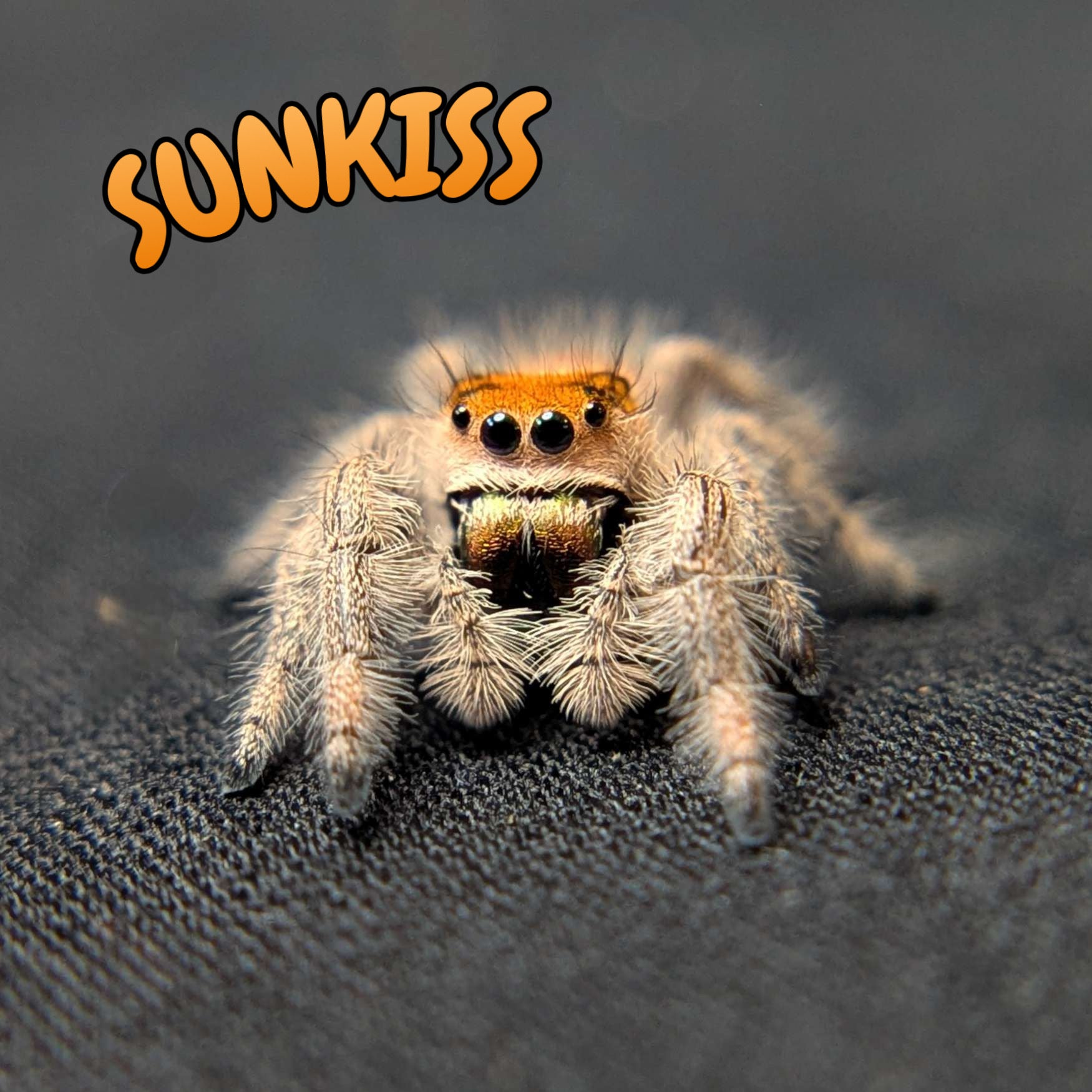 Regal Jumping Spider "Sunkiss"
