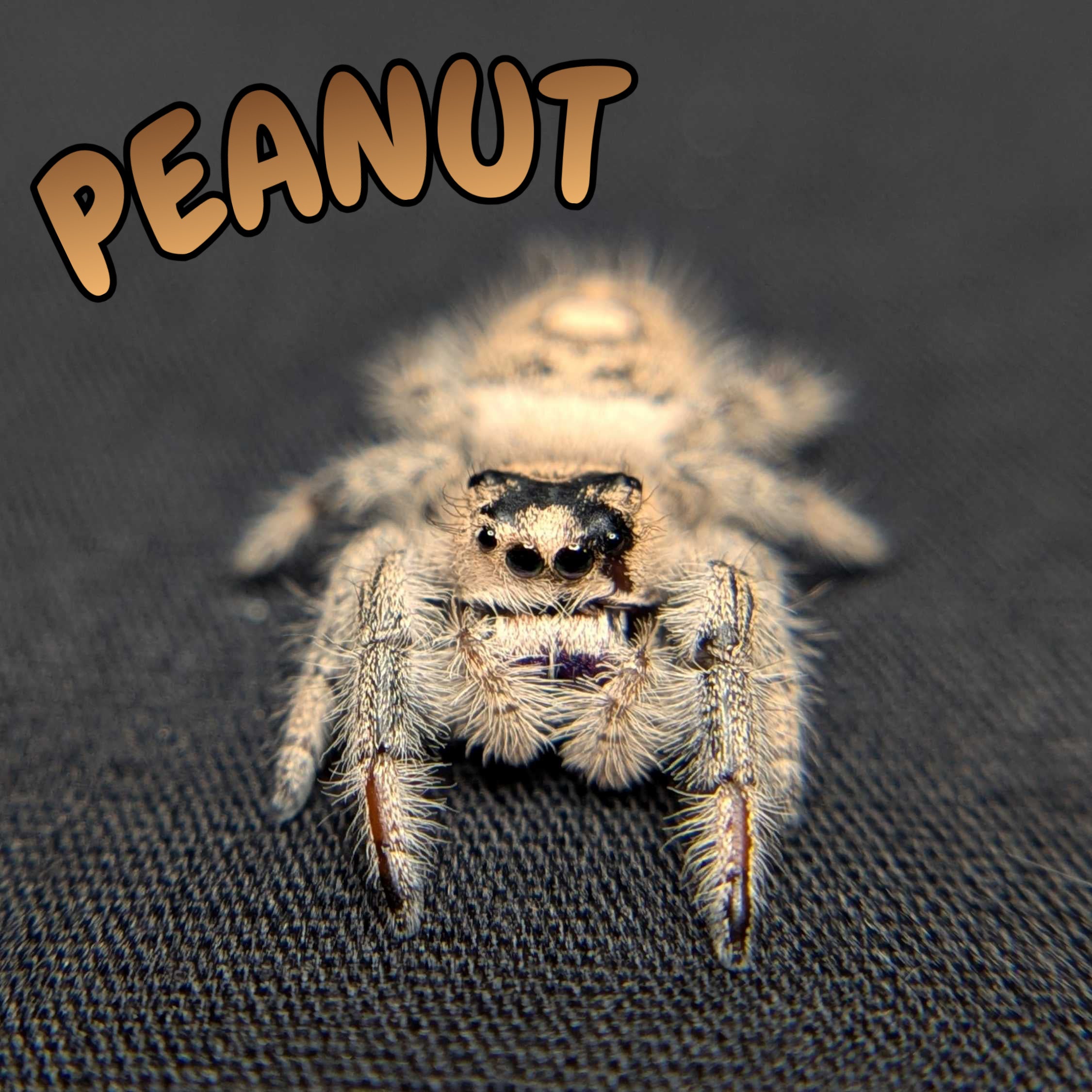 Regal Jumping Spider "Peanut"