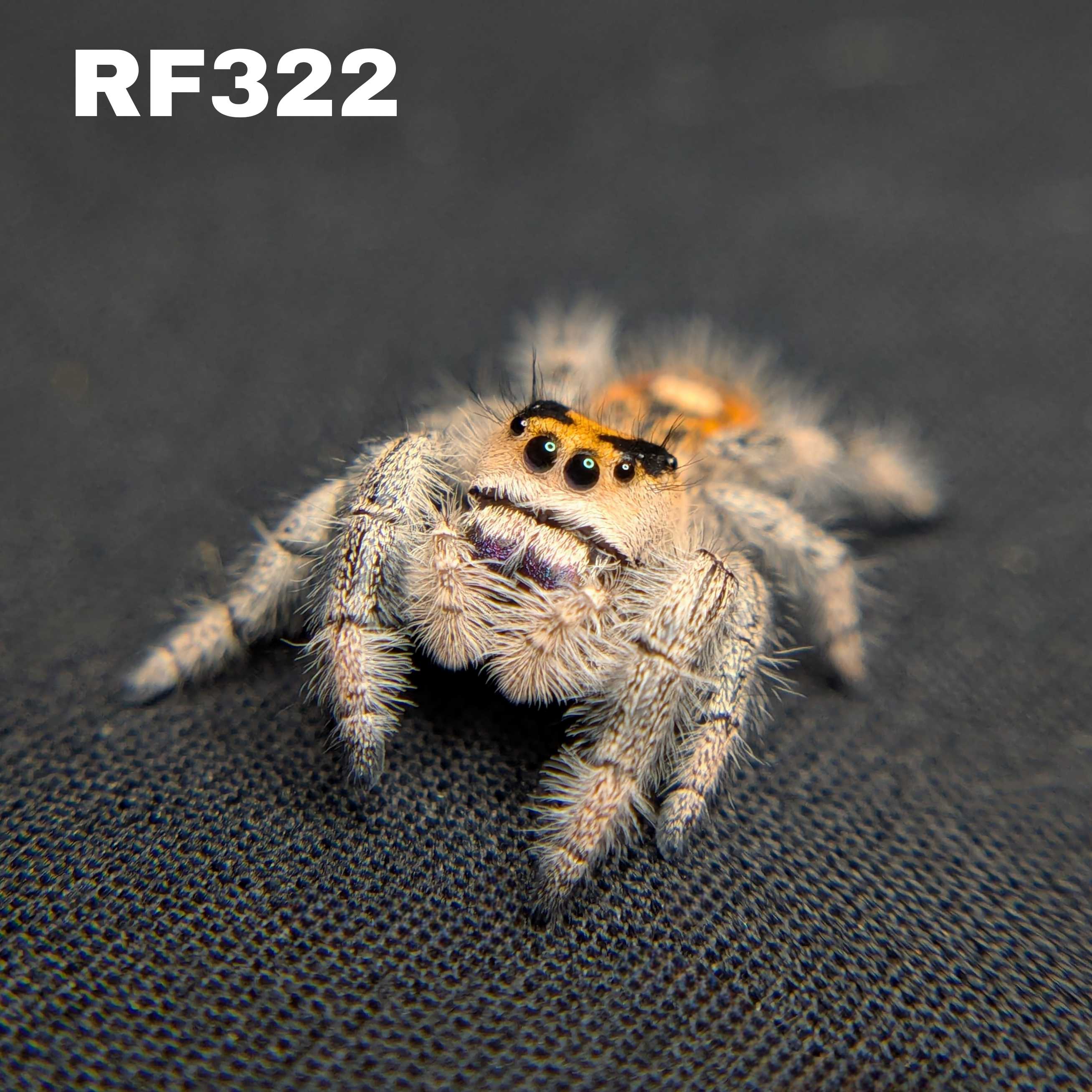 Regal Jumping Spider "Wildberry"