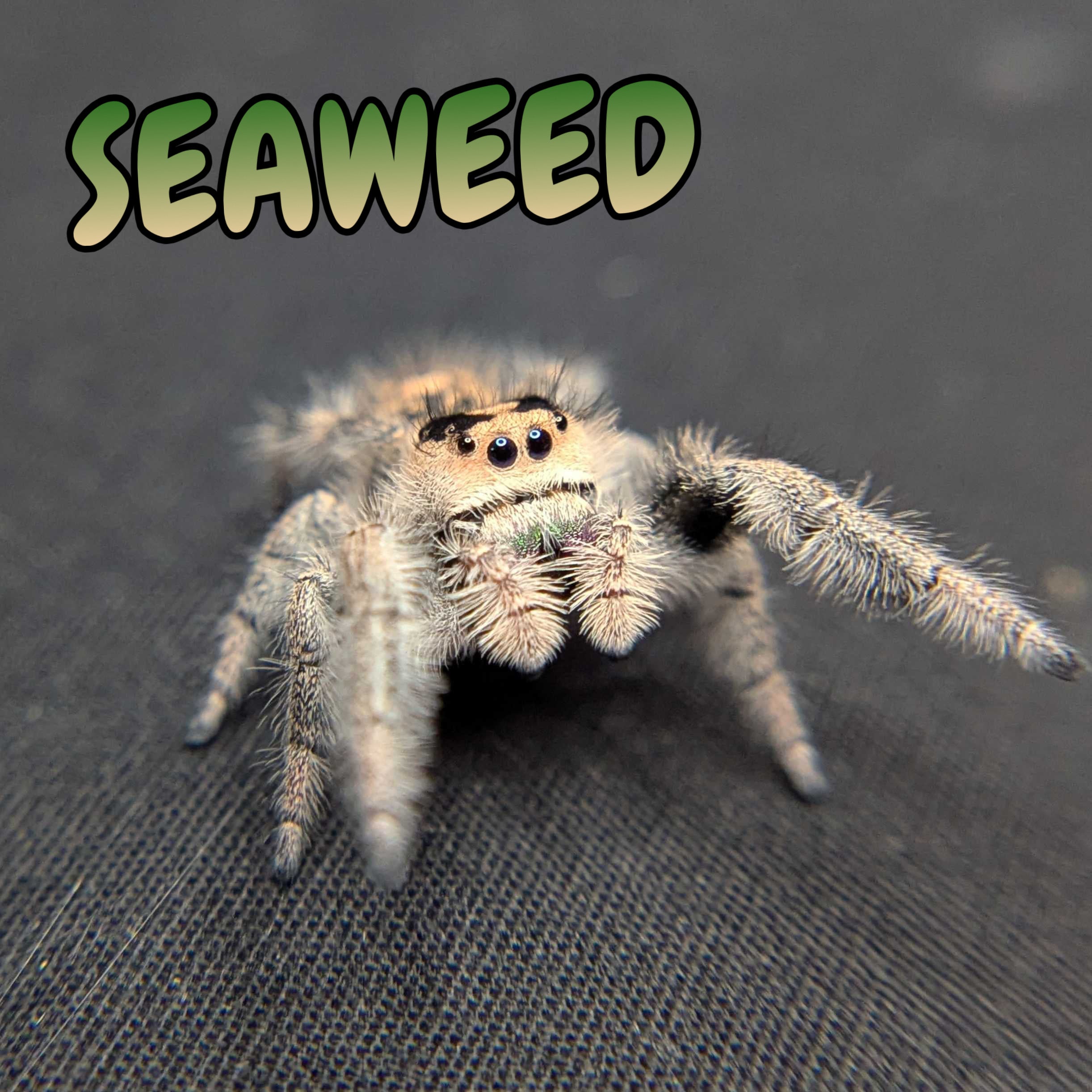 Regal Jumping Spider "Seaweed"