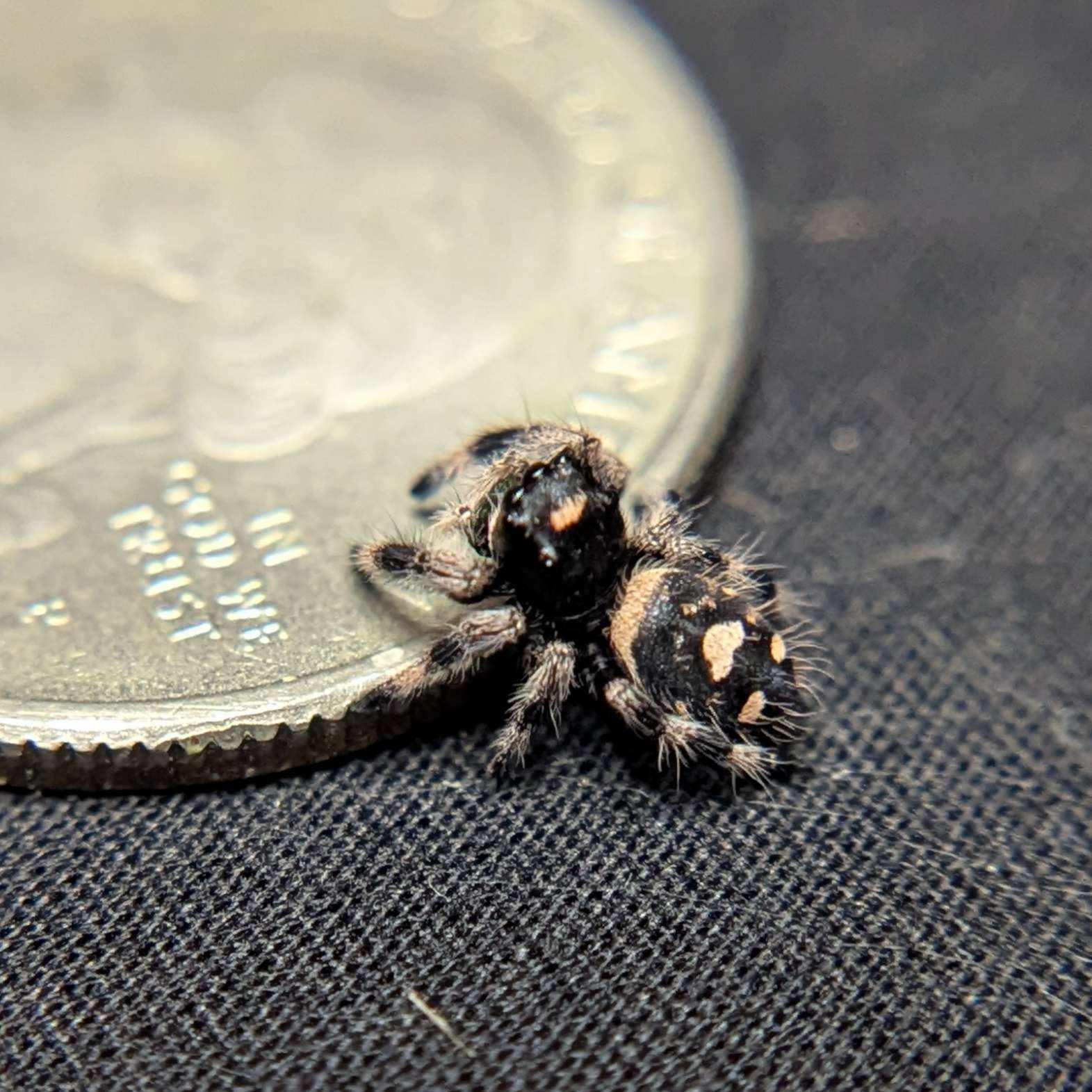 Regal Jumping Spider "Pepper"