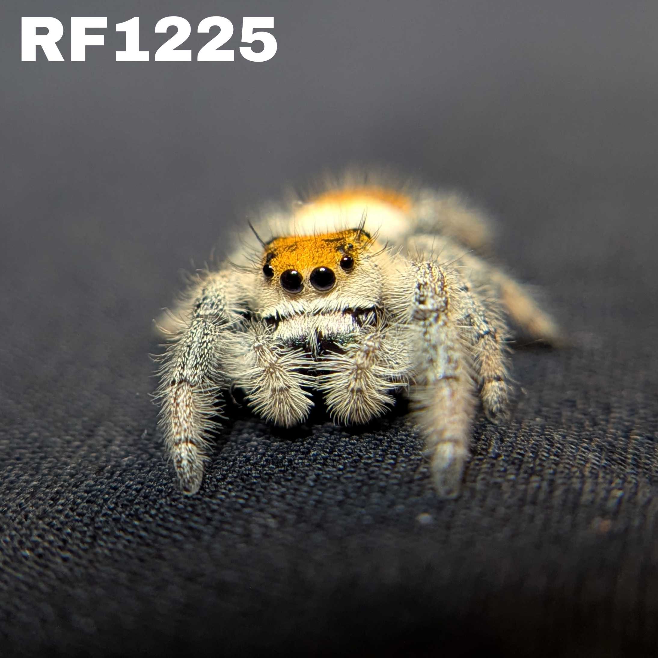 Regal Jumping Spider "Seafoam"