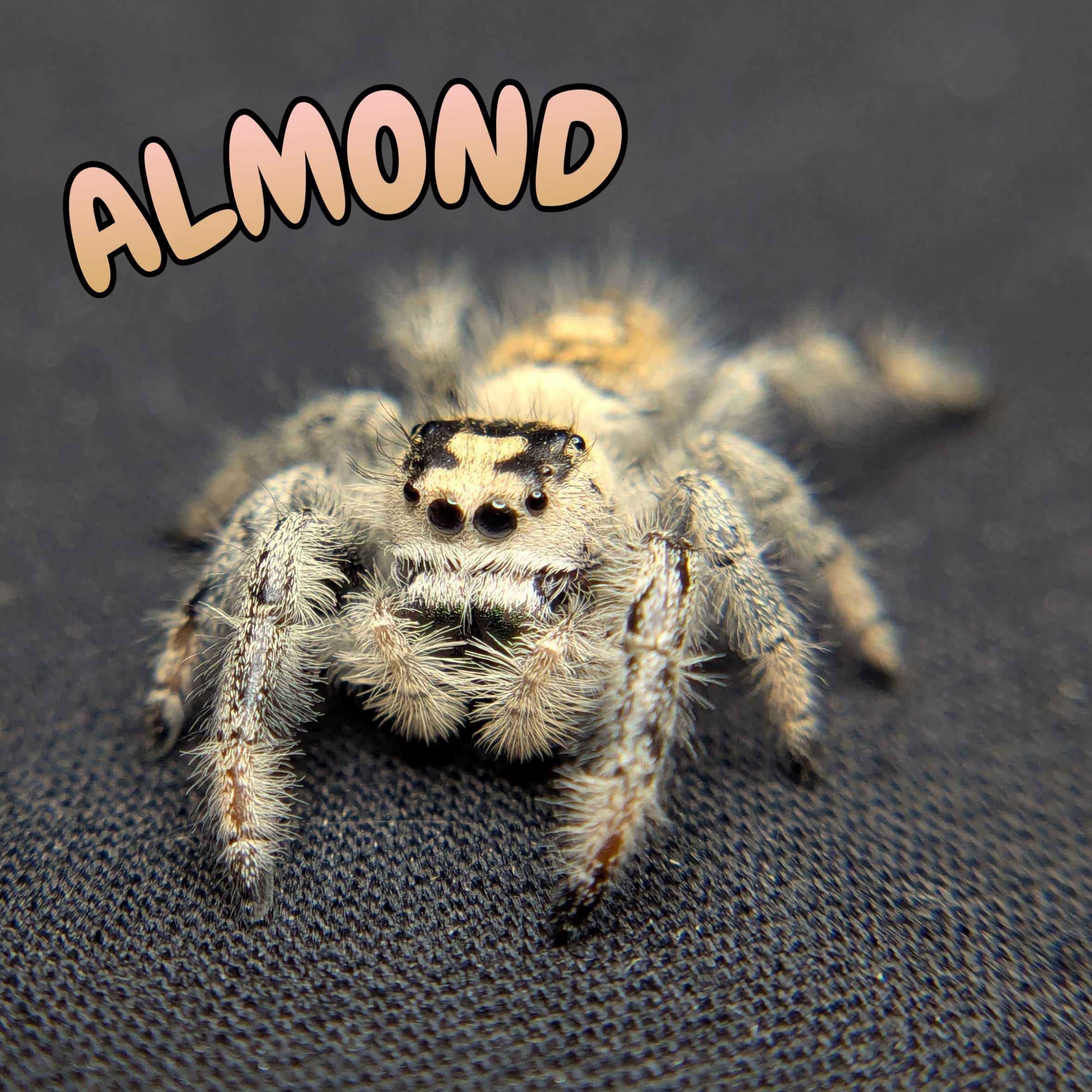 Regal Jumping Spider "Almond"