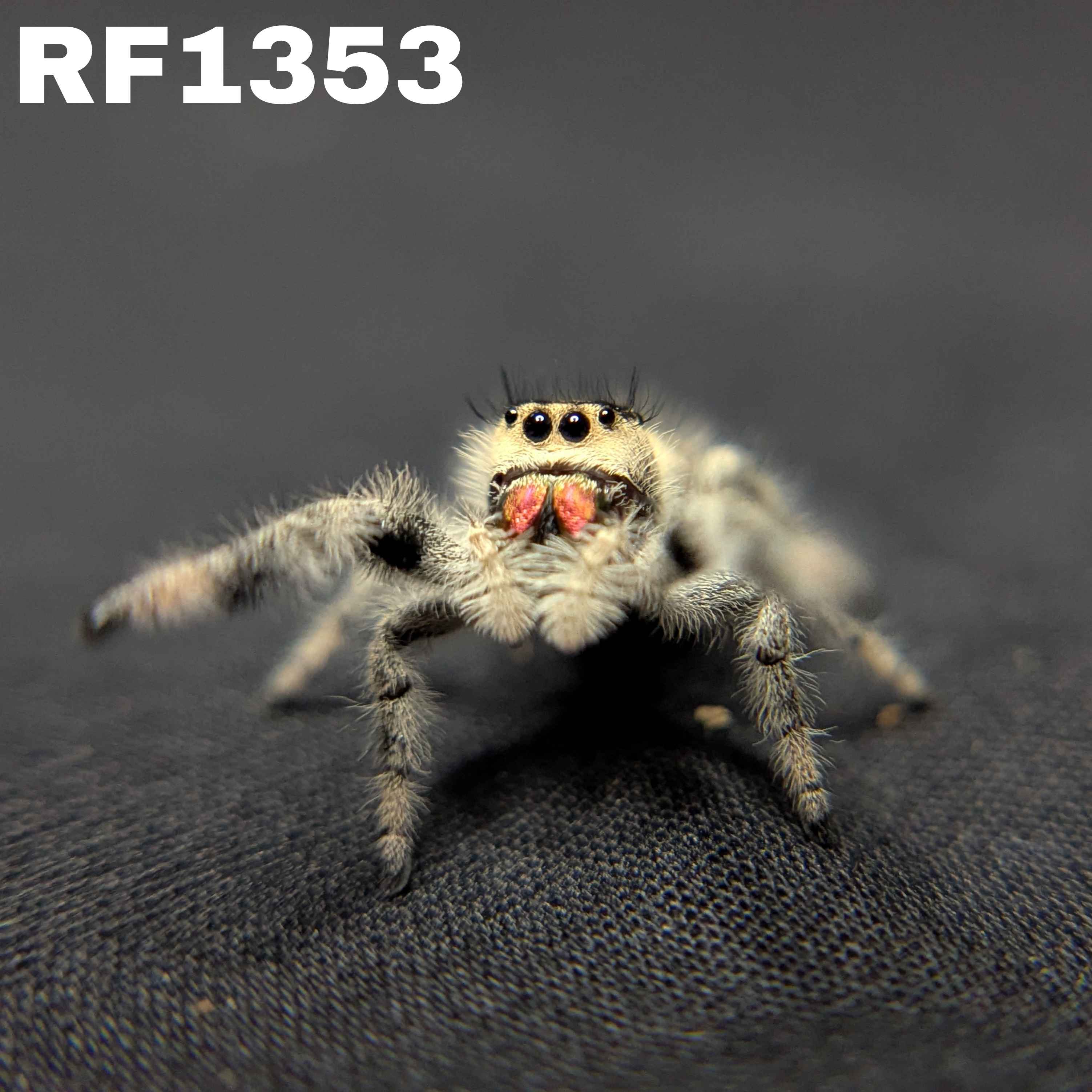 Regal Jumping Spider "Sunblush"