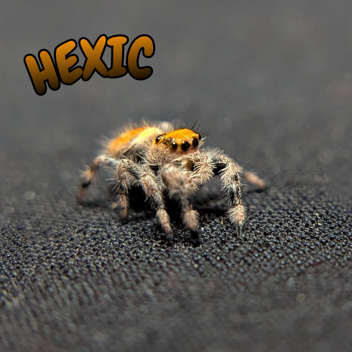 Regal Jumping Spider “Hexic”