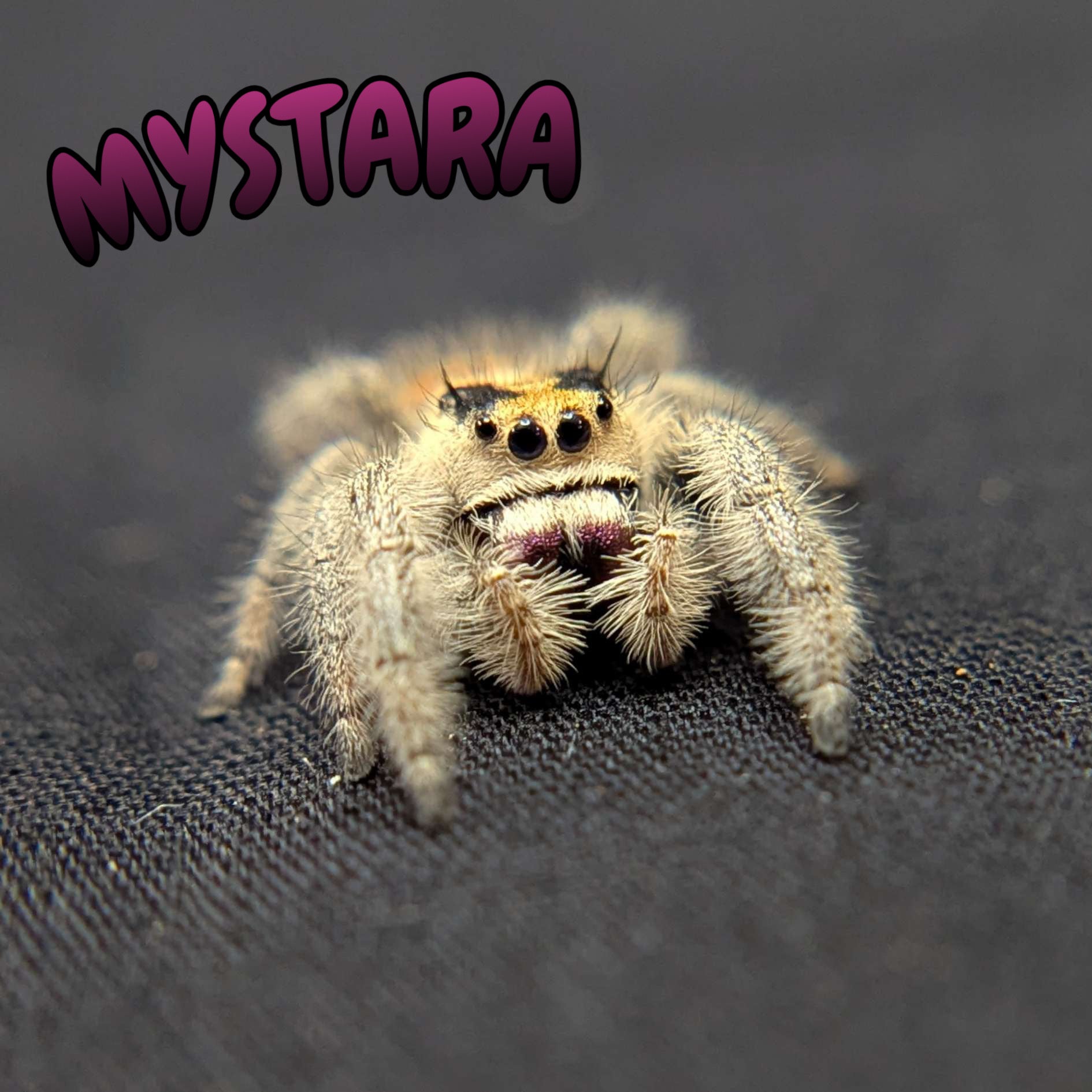 Regal Jumping Spider "Mystara"