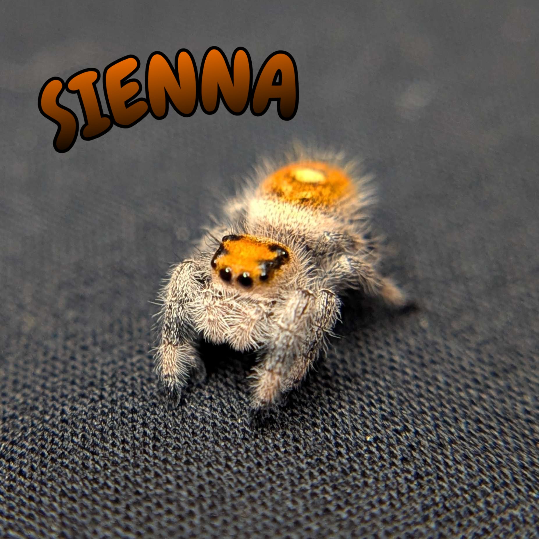 Regal Jumping Spider “Sienna”
