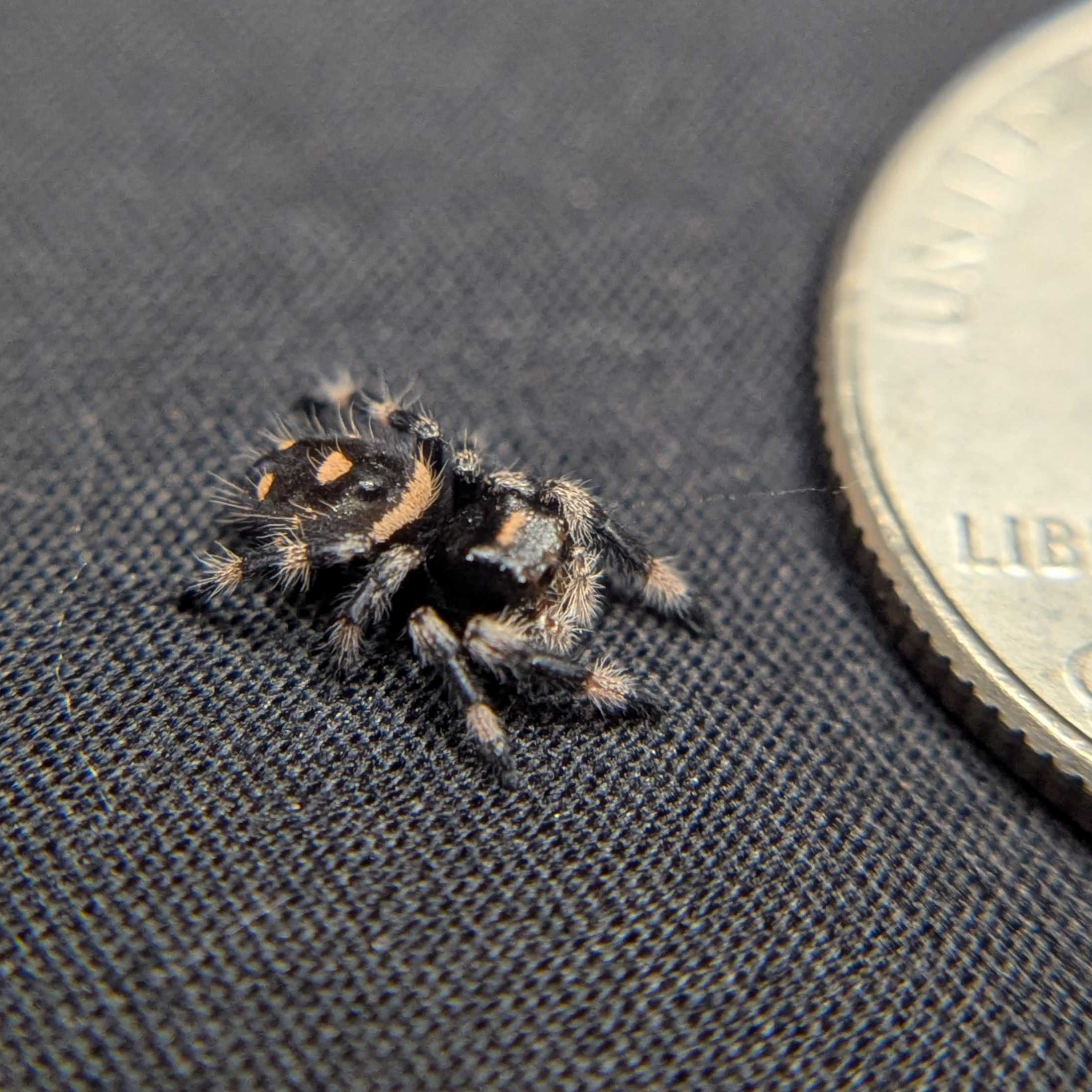 Regal Jumping Spider "Shadow"
