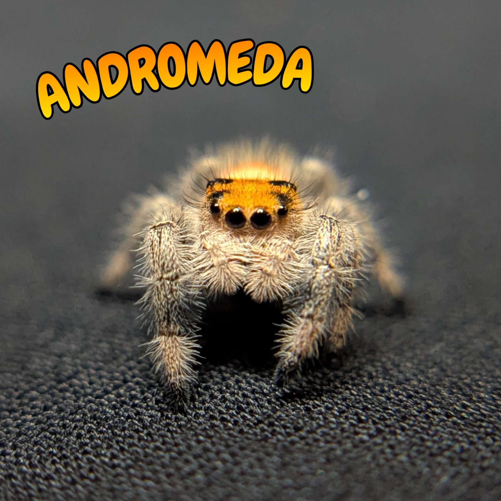 Regal Jumping Spider "Andromeda"