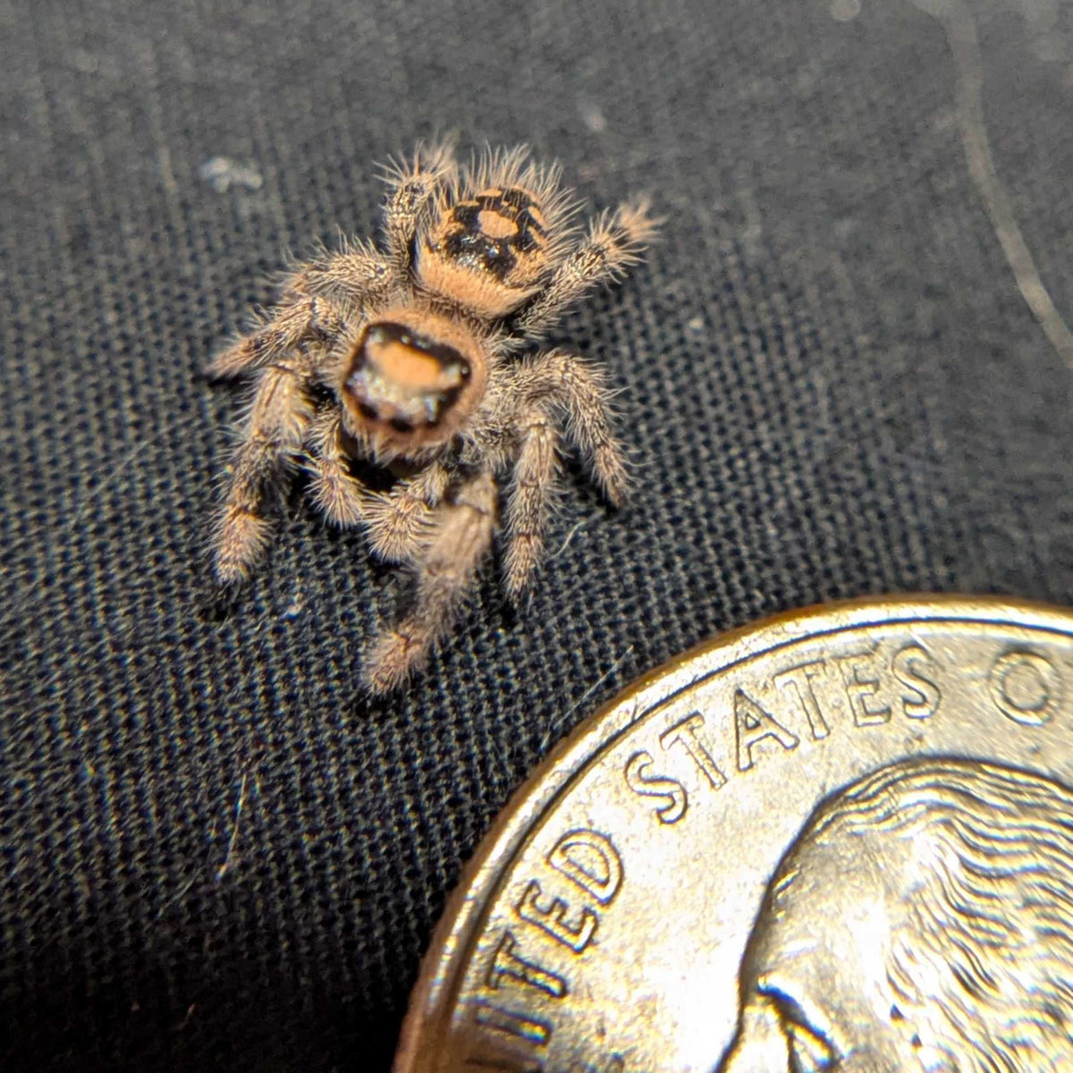 Regal Jumping Spider "Maria"