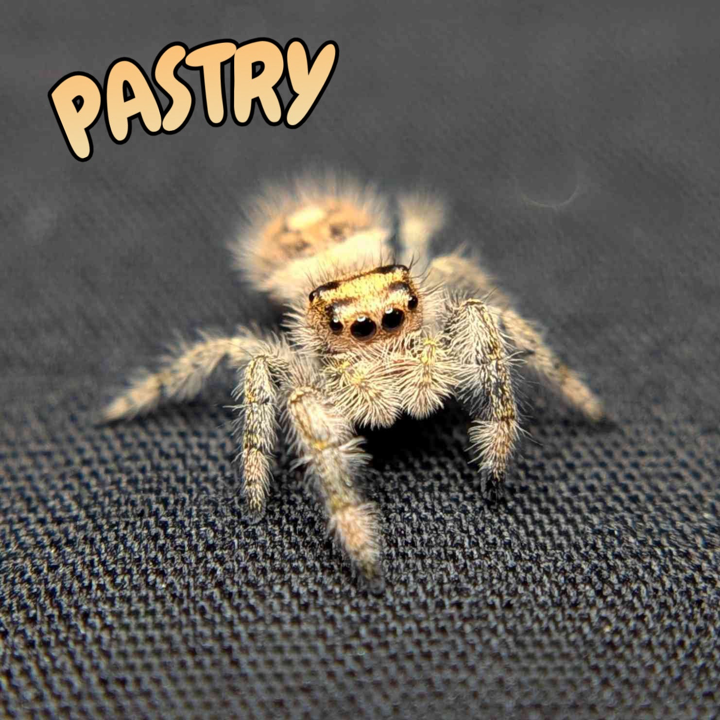 Regal Jumping Spider "Pastry"