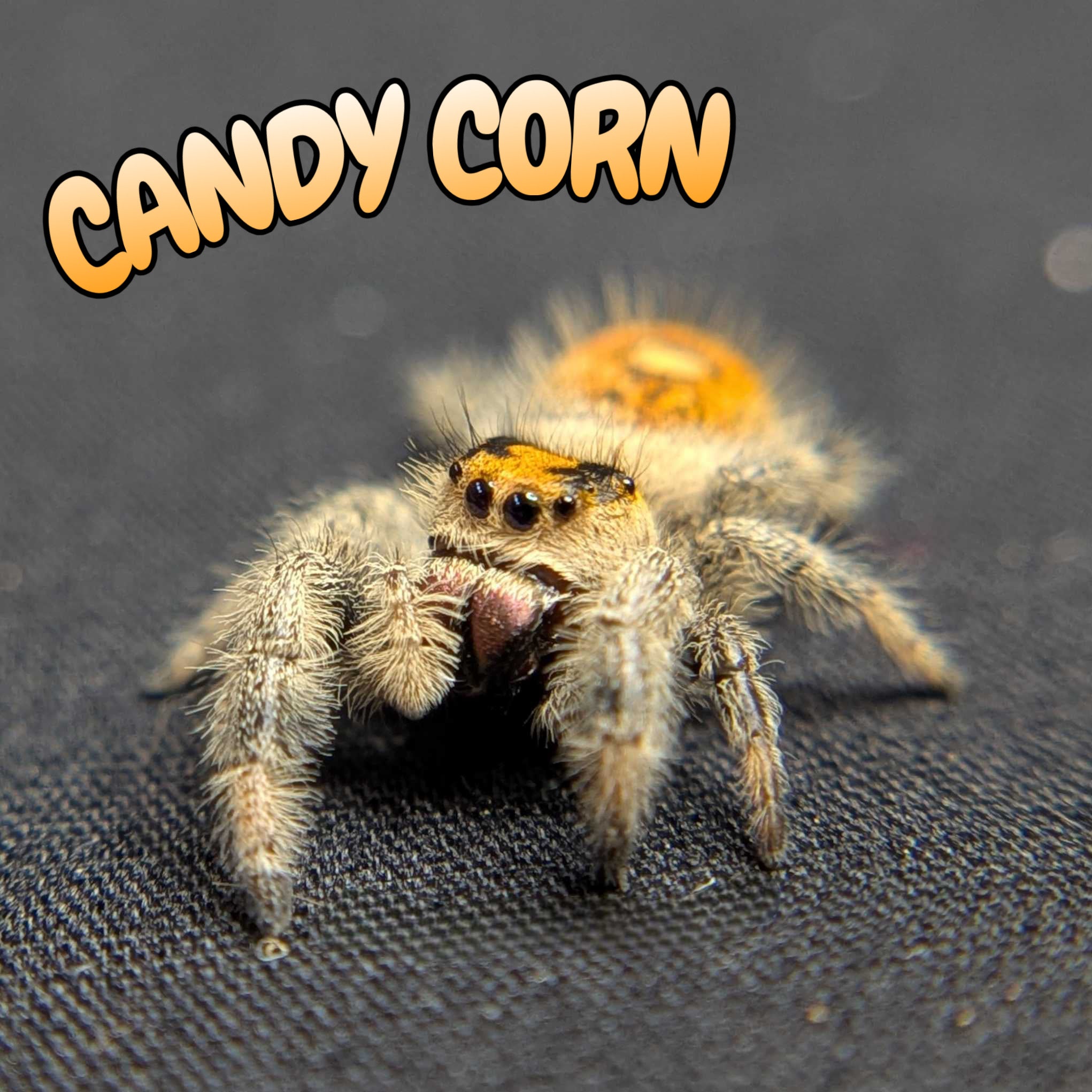 Regal Jumping Spider "Candy Corn"