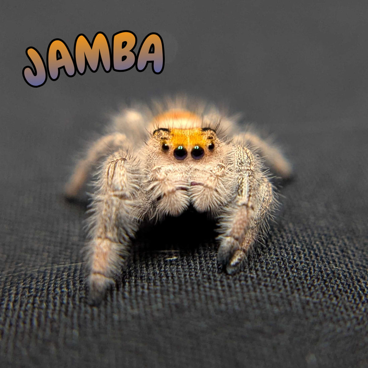 Regal Jumping Spider "Jamba"