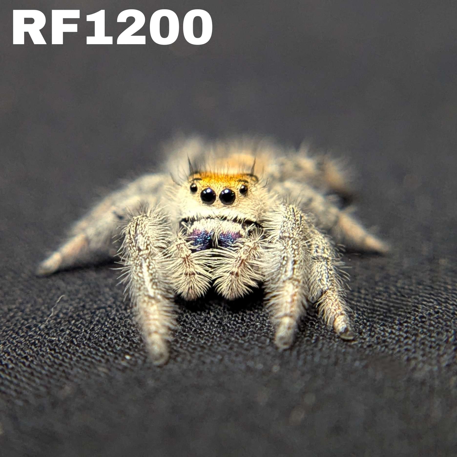 Regal Jumping Spider "Marzipan"