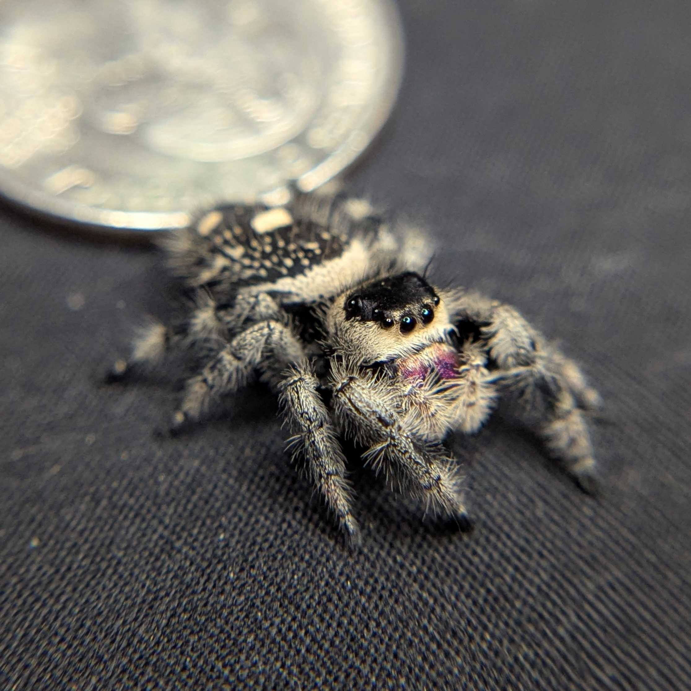 Regal Jumping Spider "Chococream"