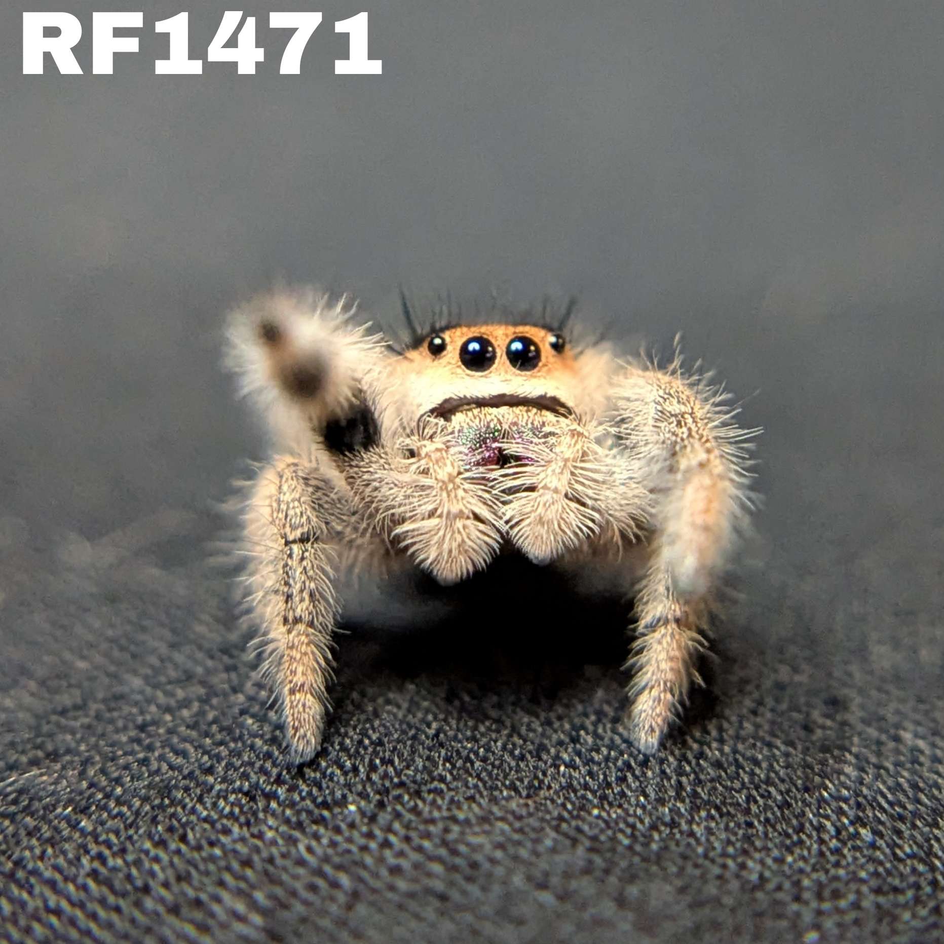 Regal Jumping Spider "Sloane"